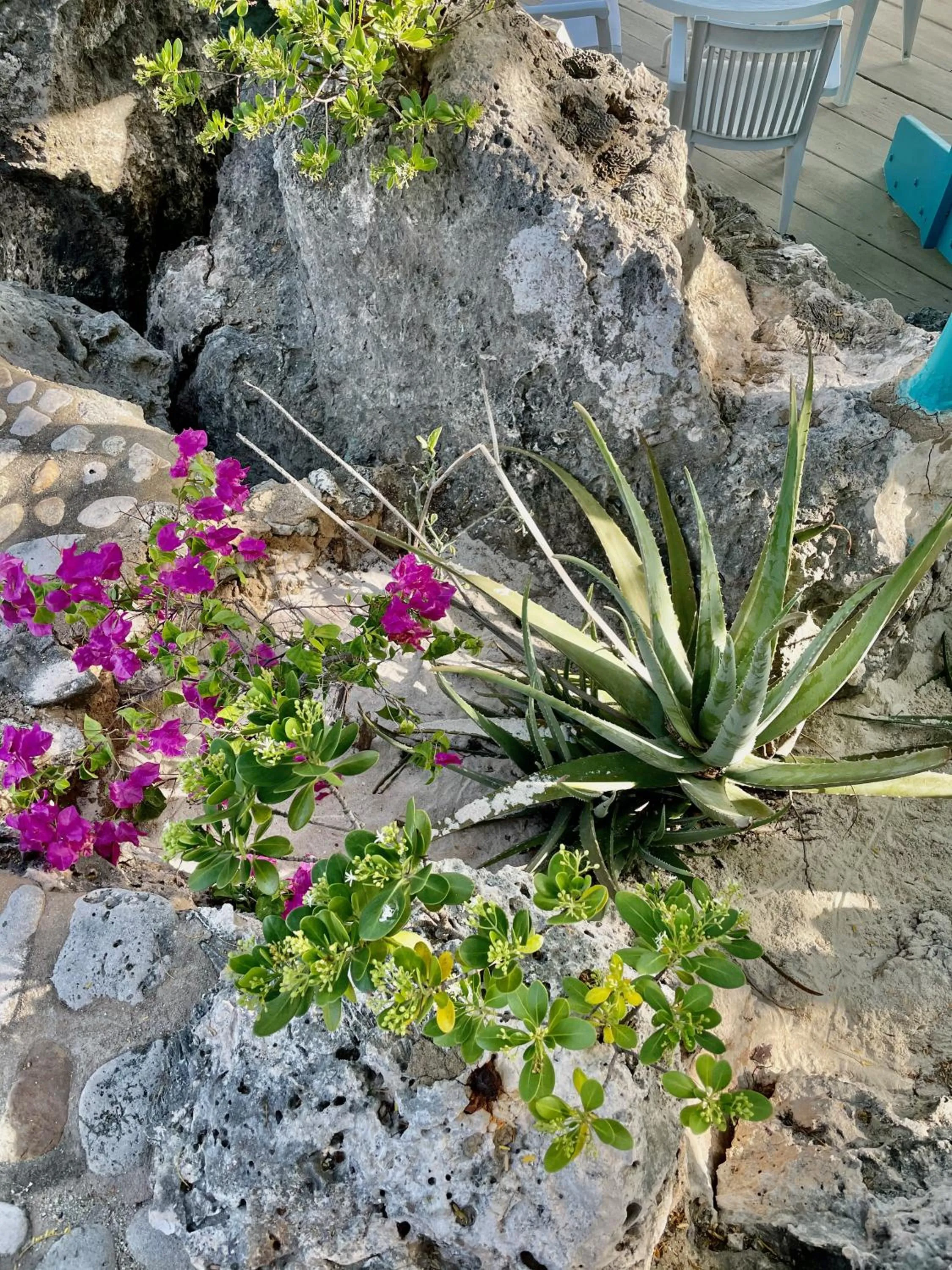 Garden in Vistalmar Ocean Suites