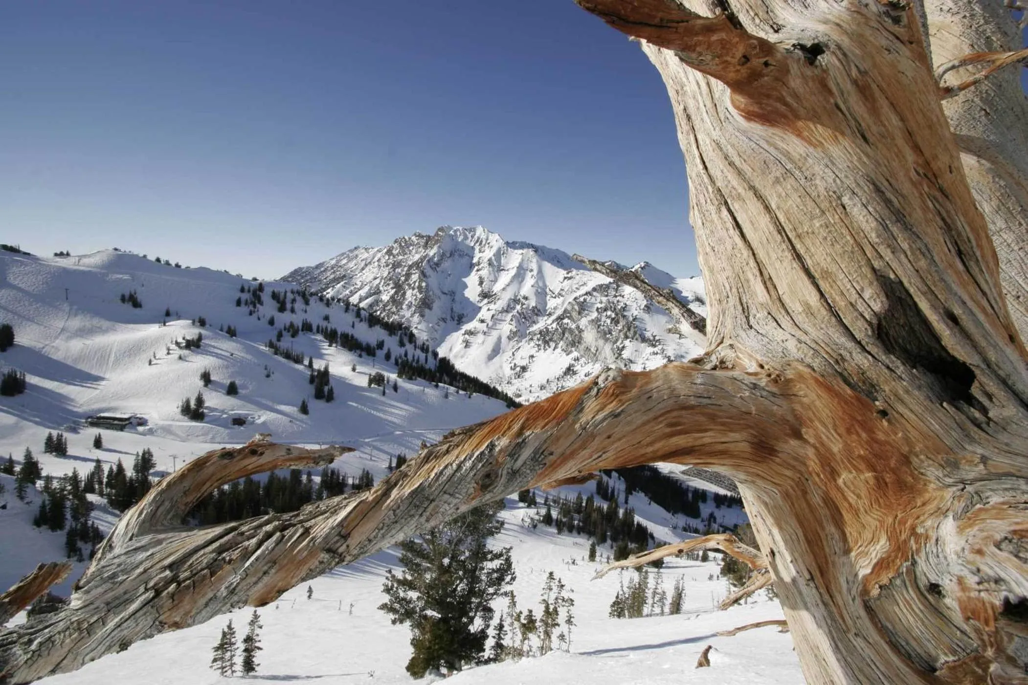 Winter in Alta's Rustler Lodge