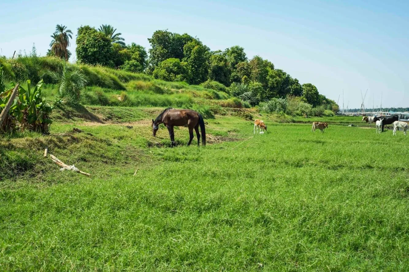 Natural landscape in Nubian Holiday House Aswan