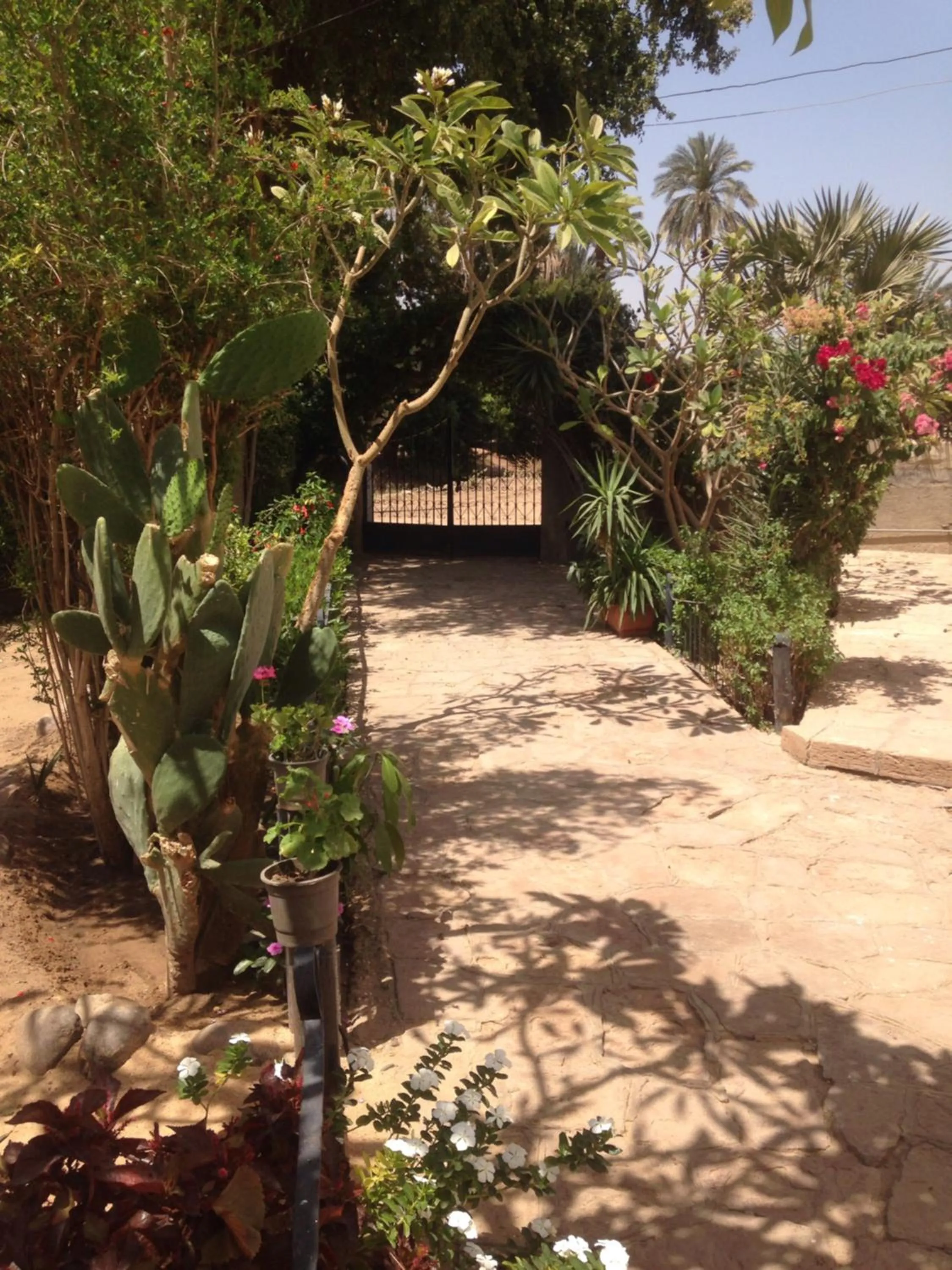 Garden in Nubian Holiday House Aswan