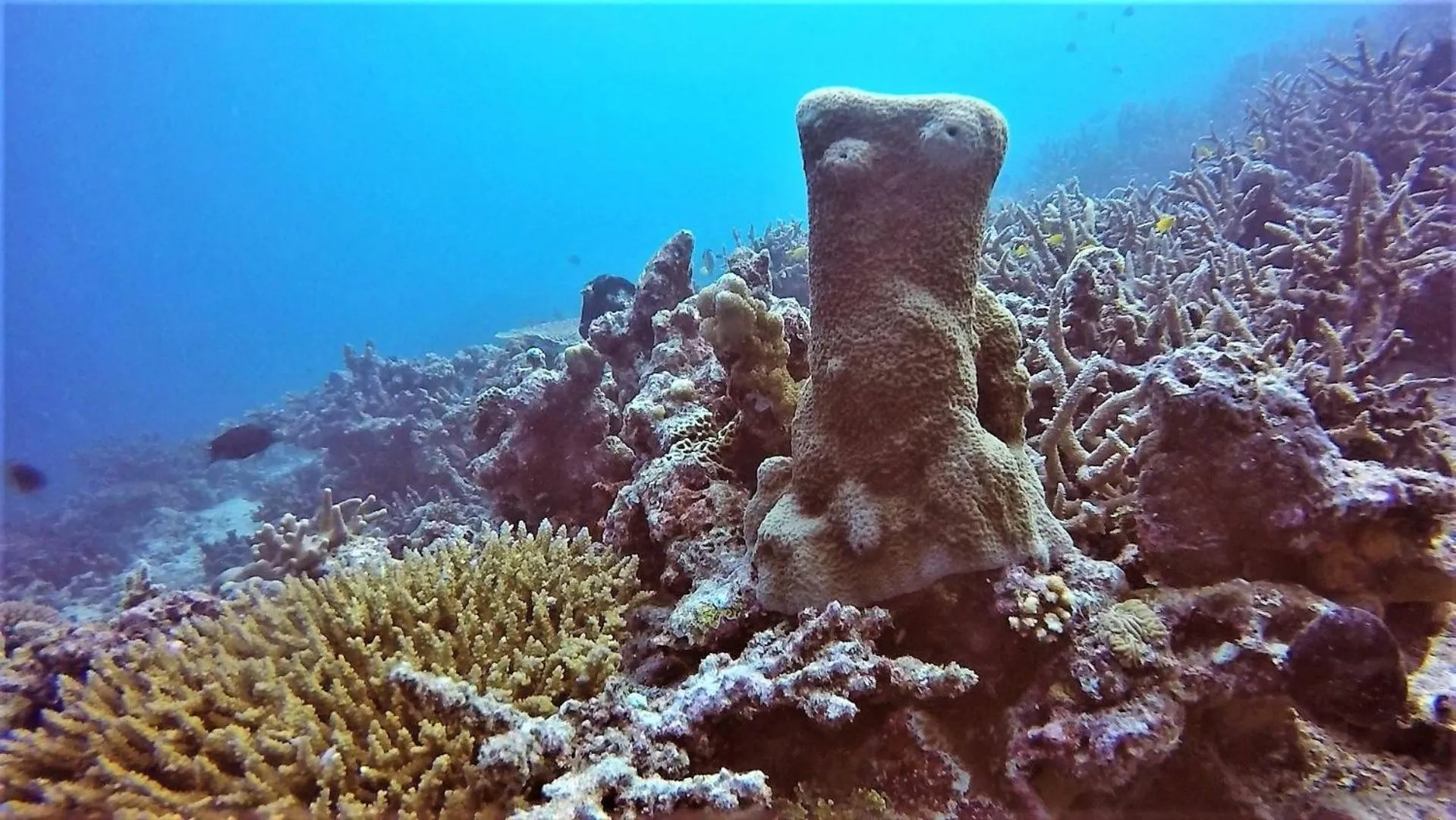 Snorkeling in Aore Breeze