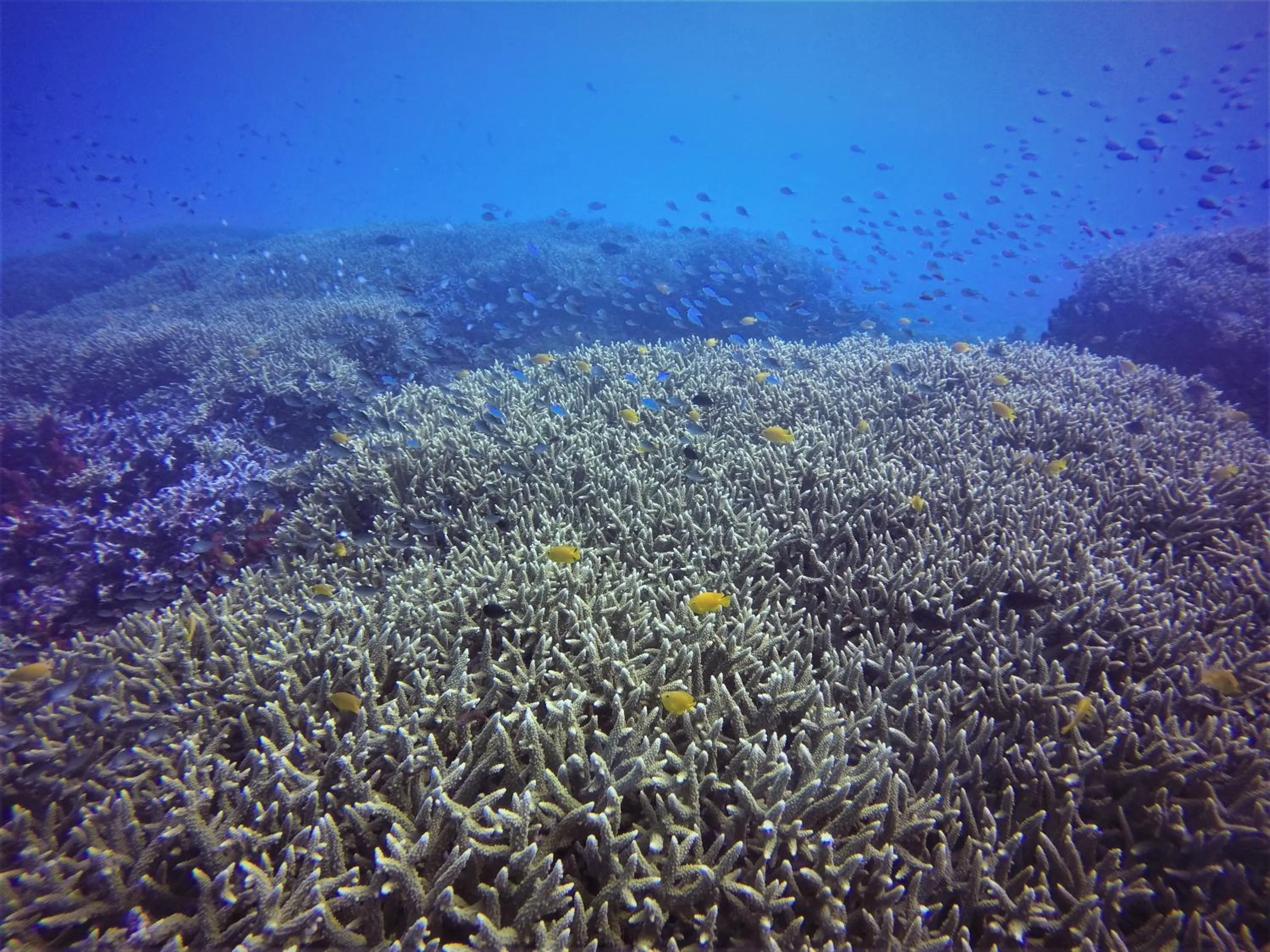 Snorkeling in Aore Breeze