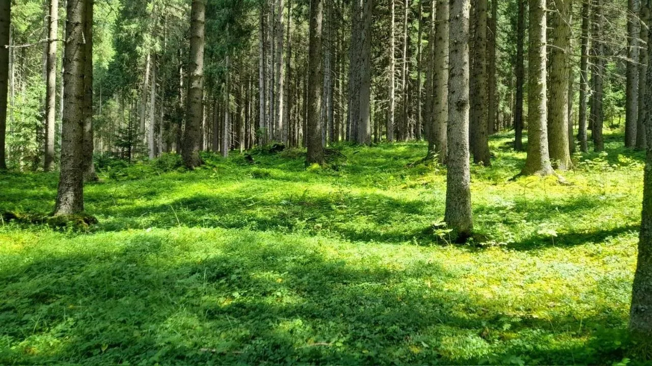 Natural landscape in Villa Kofler Wonderland Resort