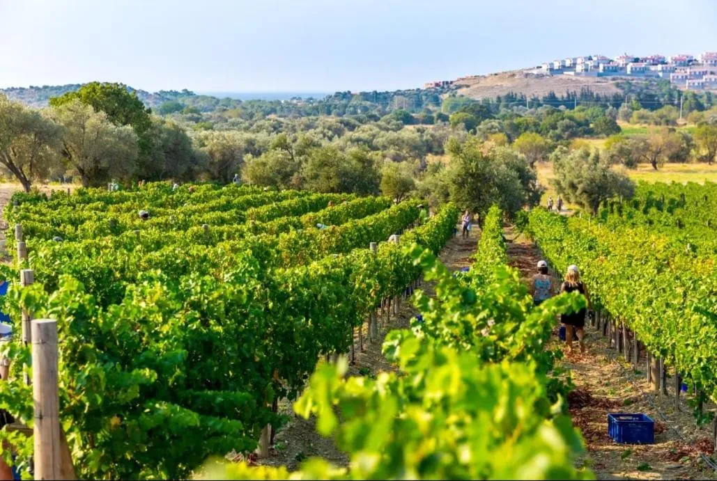 Datça Vineyard Guesthouse - Over 14 years old only