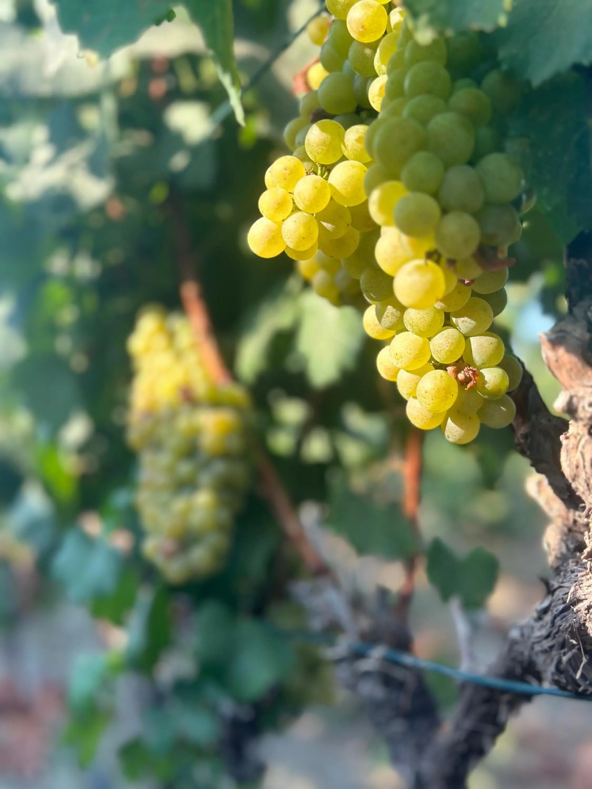 Natural landscape in Datça Vineyard Guesthouse - Over 14 years old only