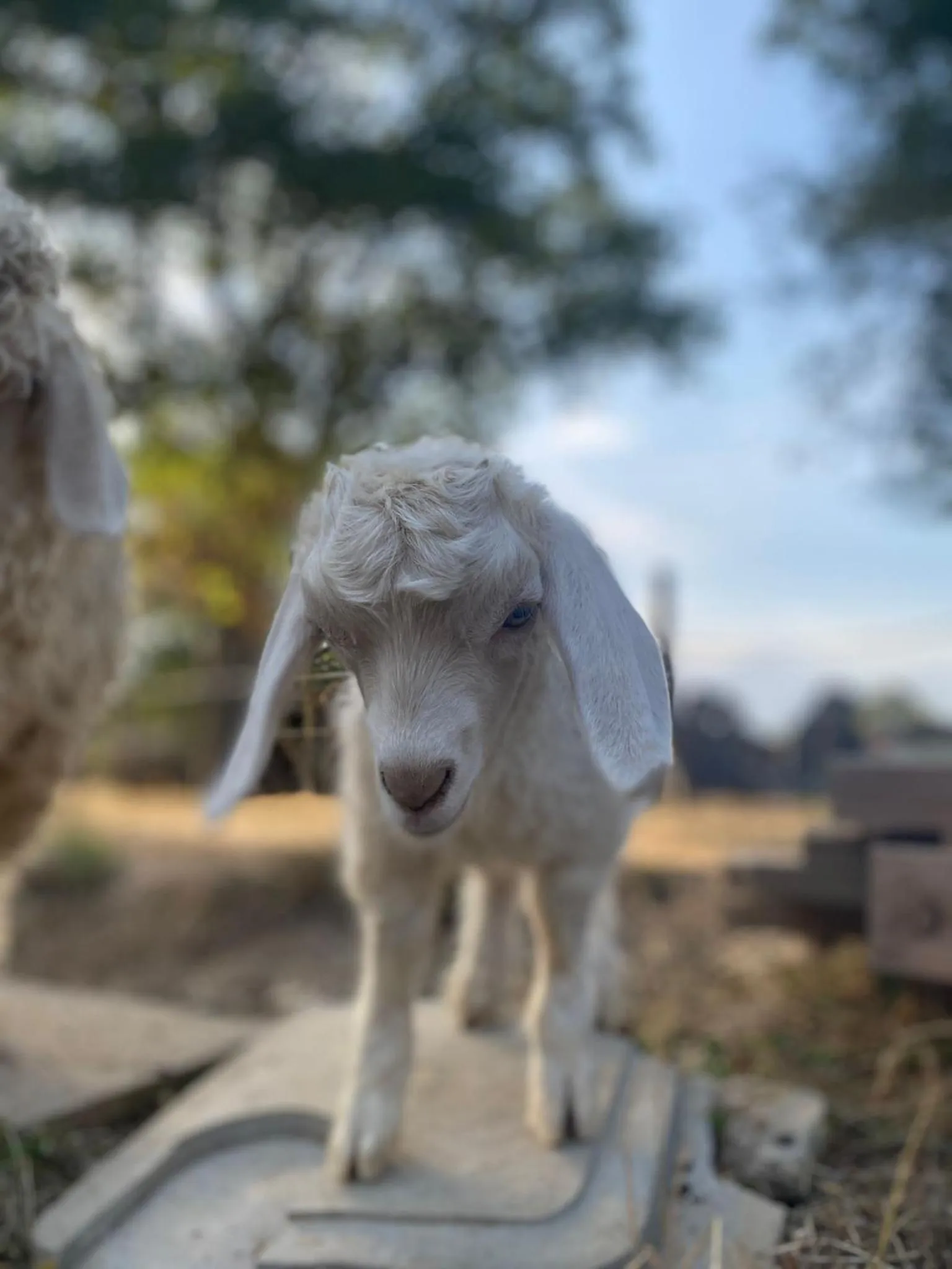 Animals in Le clos du Tay