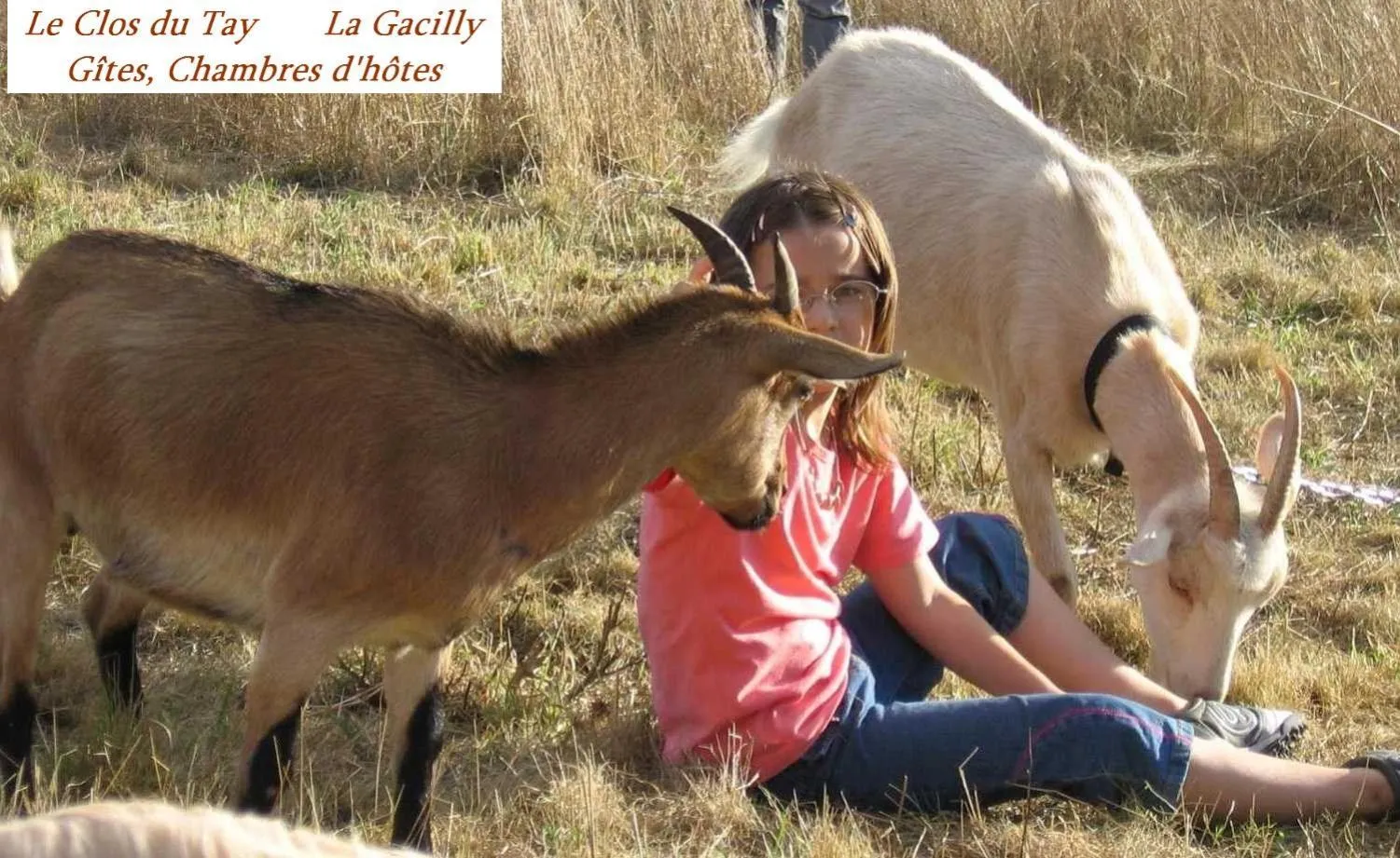 Animals in Le clos du Tay