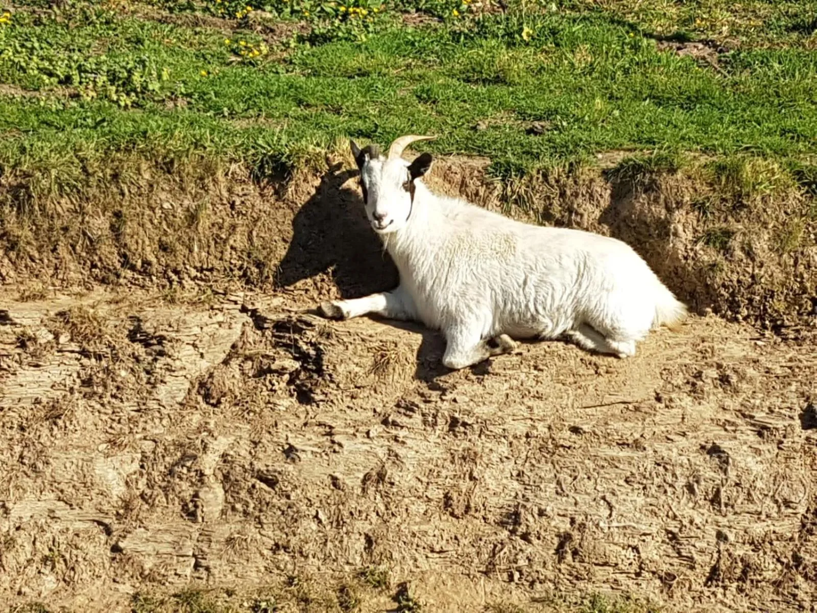 Animals in Le clos du Tay