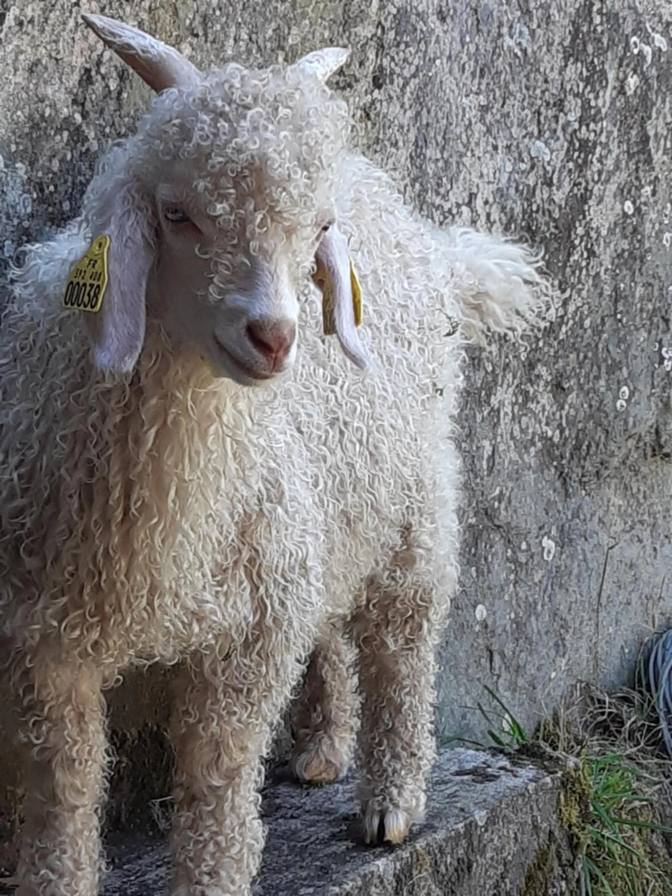 Pets in Le clos du Tay