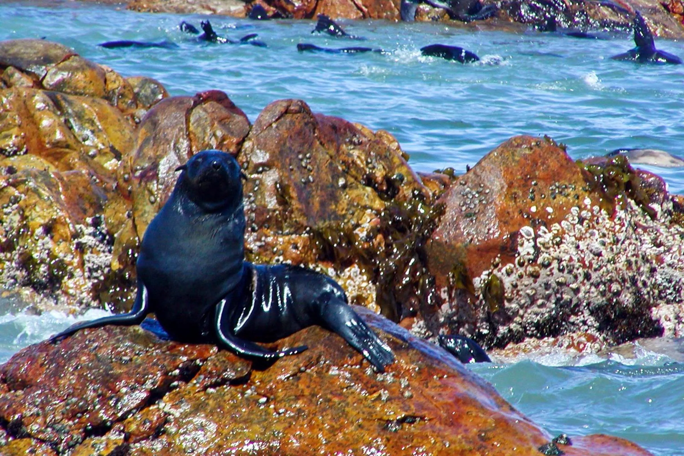 Animals in Mosaic Lagoon Lodge