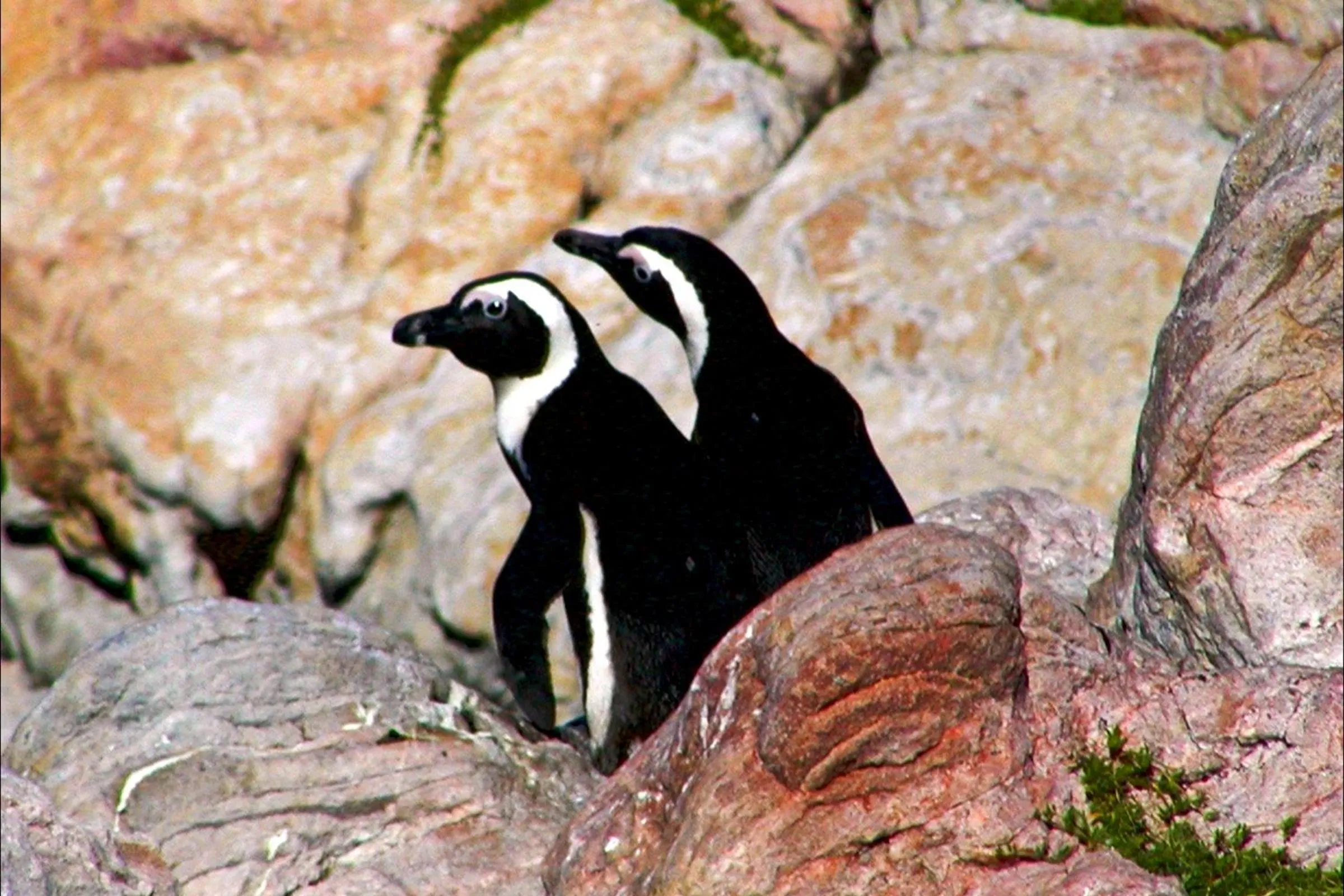 Animals in Mosaic Lagoon Lodge