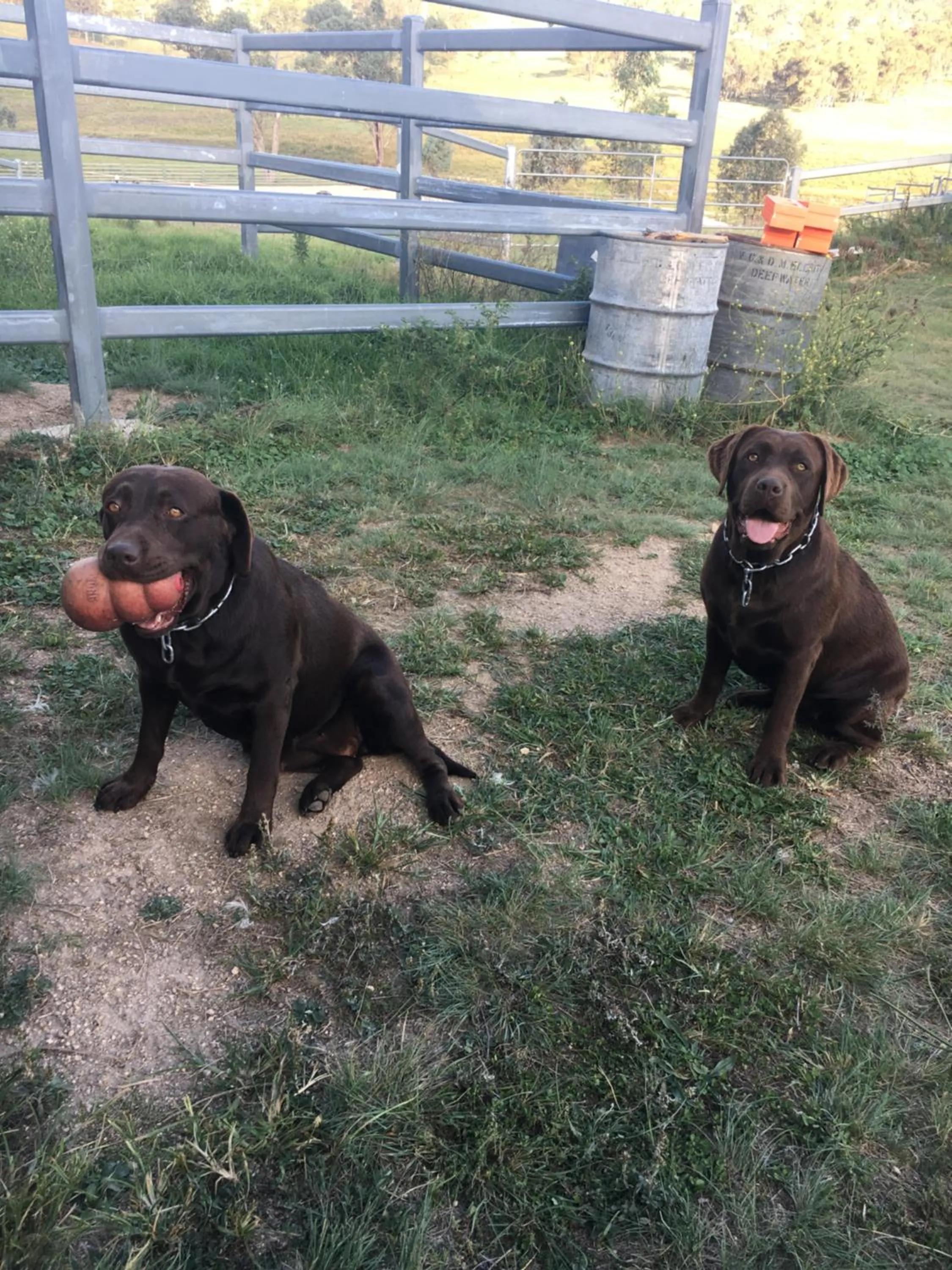 Pets in Donegal Farmstay