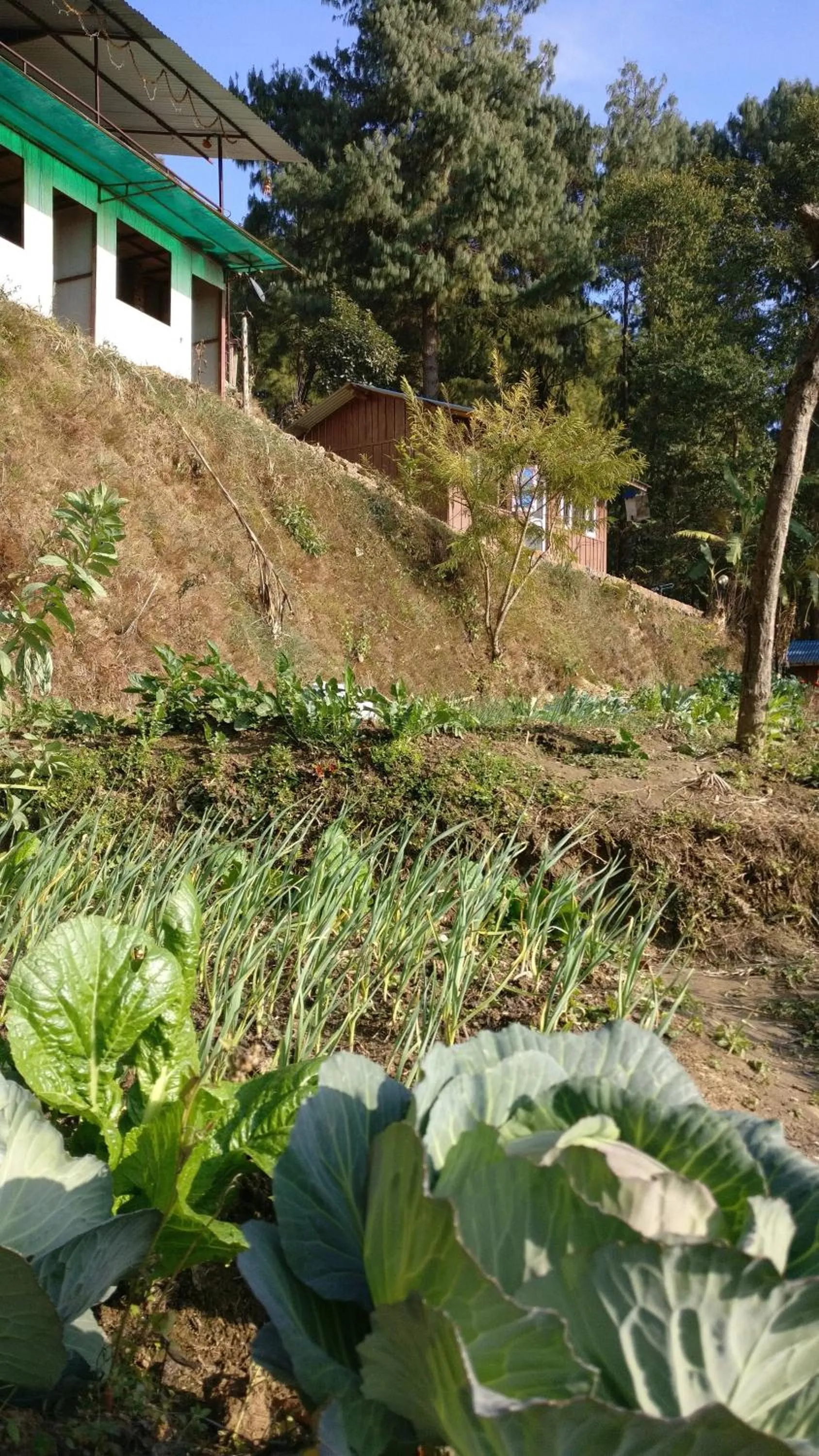 Single Room with Garden View - single occupancy in Jungle Crown Organic Homestay