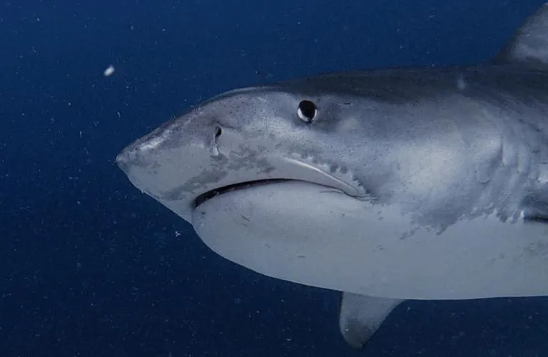 Diving in Isle Royal Inn