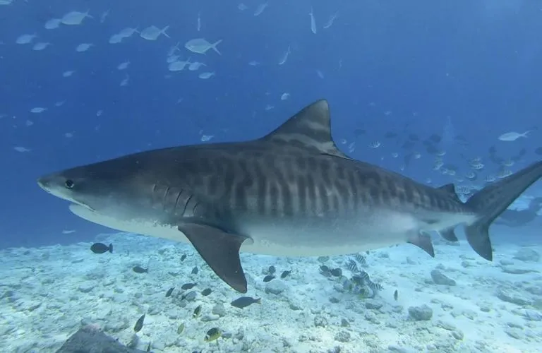 Diving in Isle Royal Inn