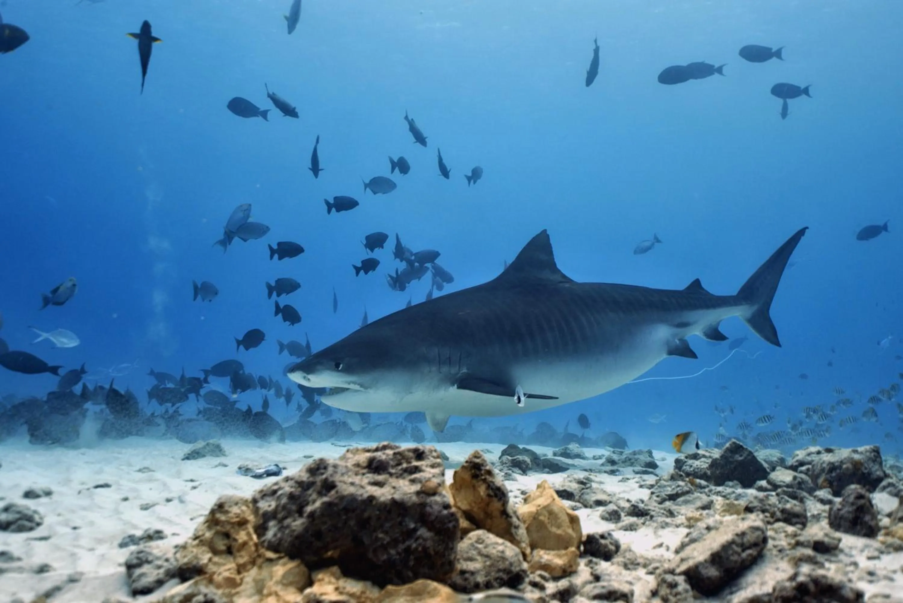 Natural landscape in Isle Royal Inn