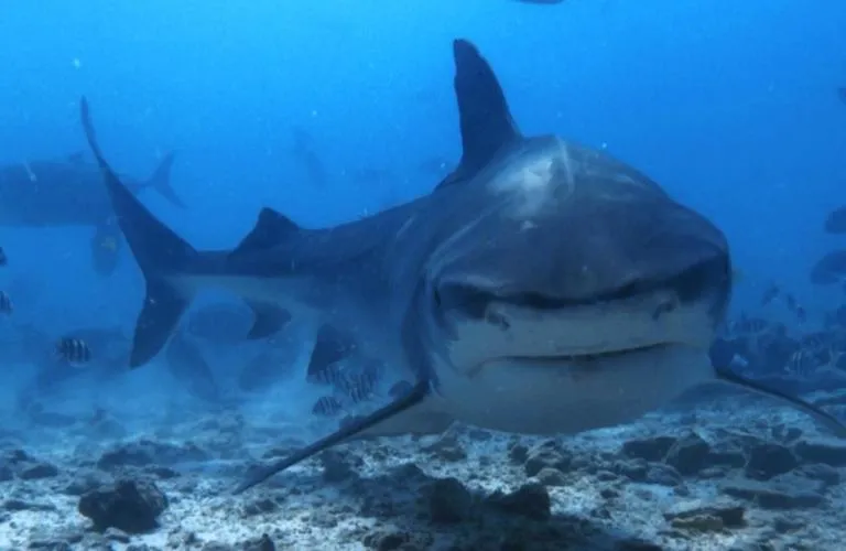 Diving in Isle Royal Inn