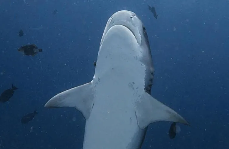 Diving in Isle Royal Inn