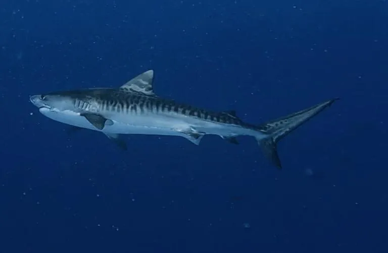 Diving in Isle Royal Inn