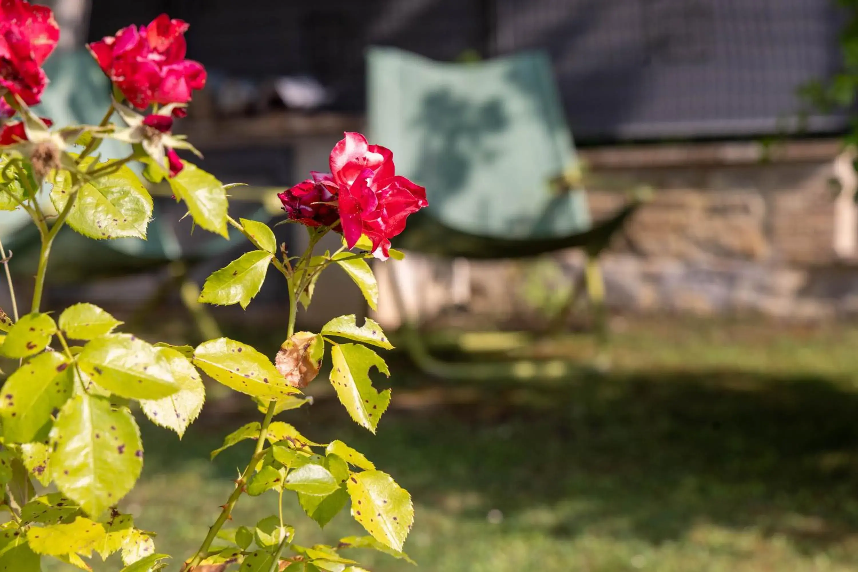 Studio Apartment with One Double Bed in Agriturismo La Palazzetta di Assisi Studio Apartment with One Double Bed in Agriturismo La Palazzetta di Assisi