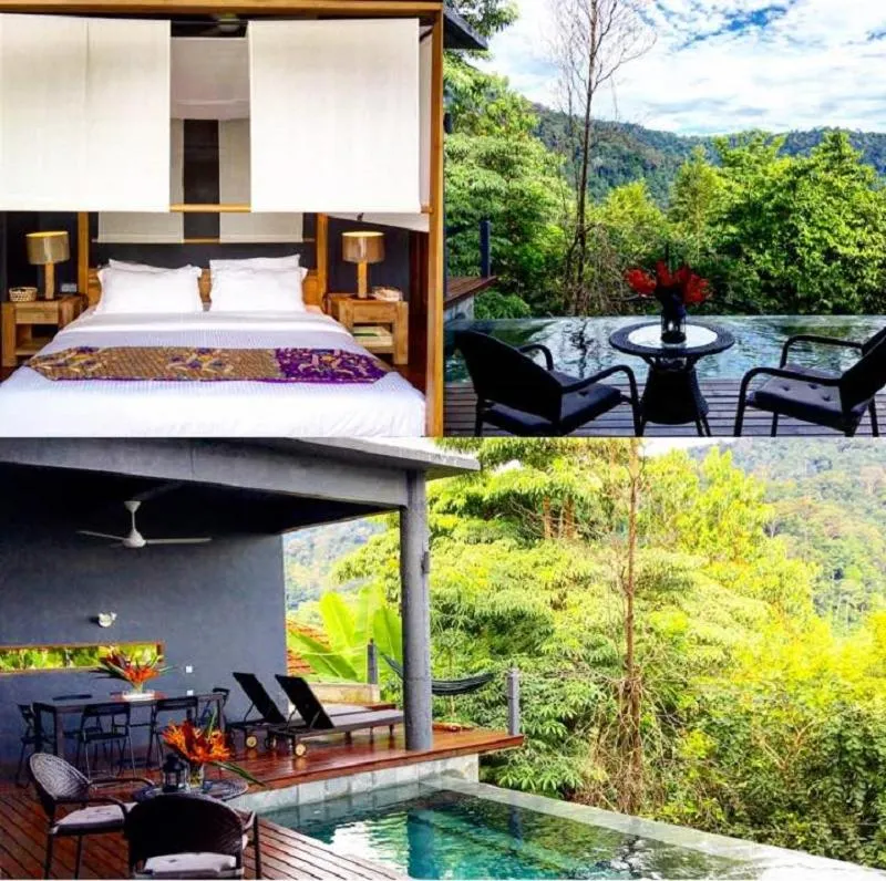 The Shorea