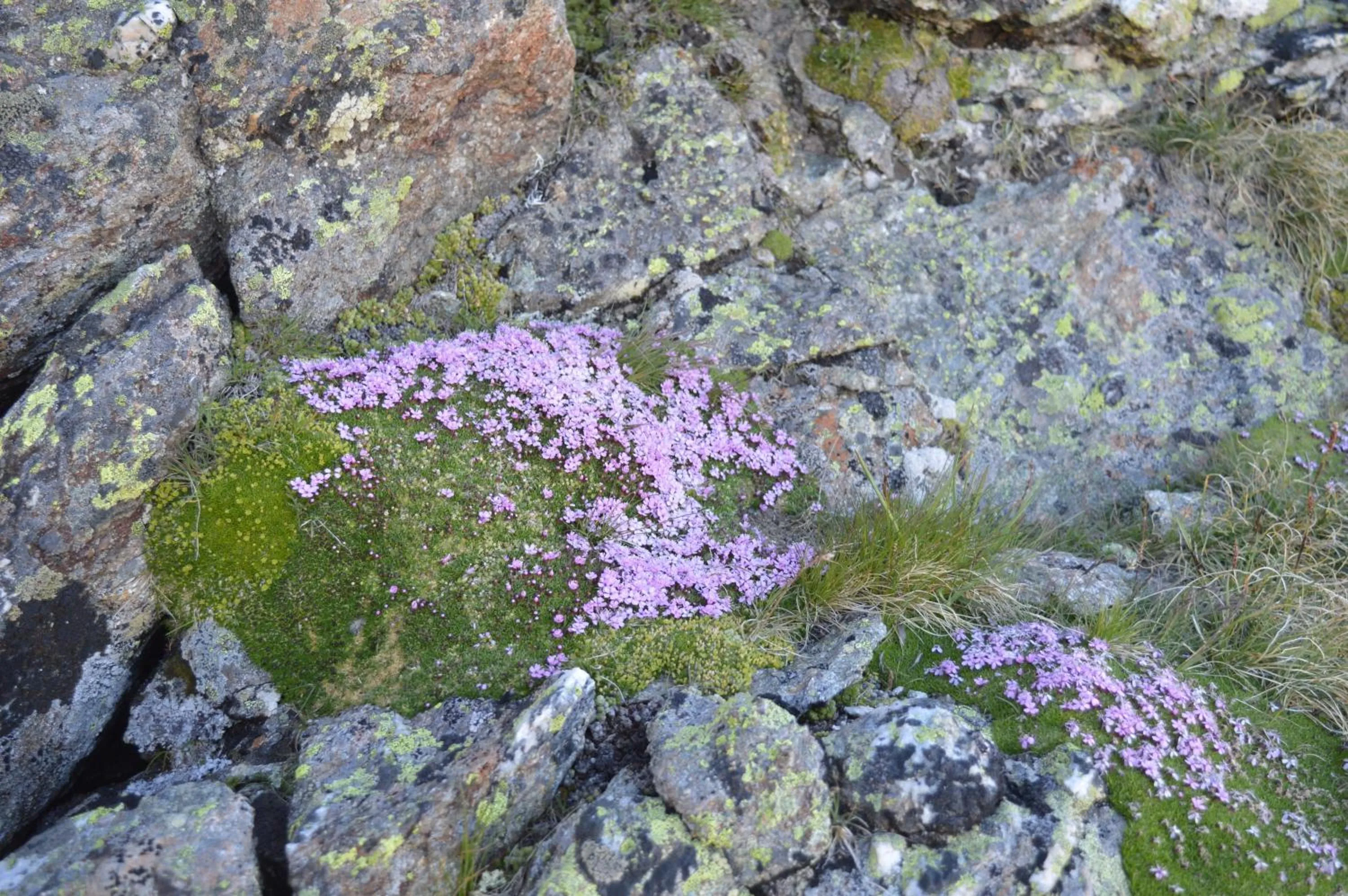 Natural landscape in Hotel Jennys Schlössl