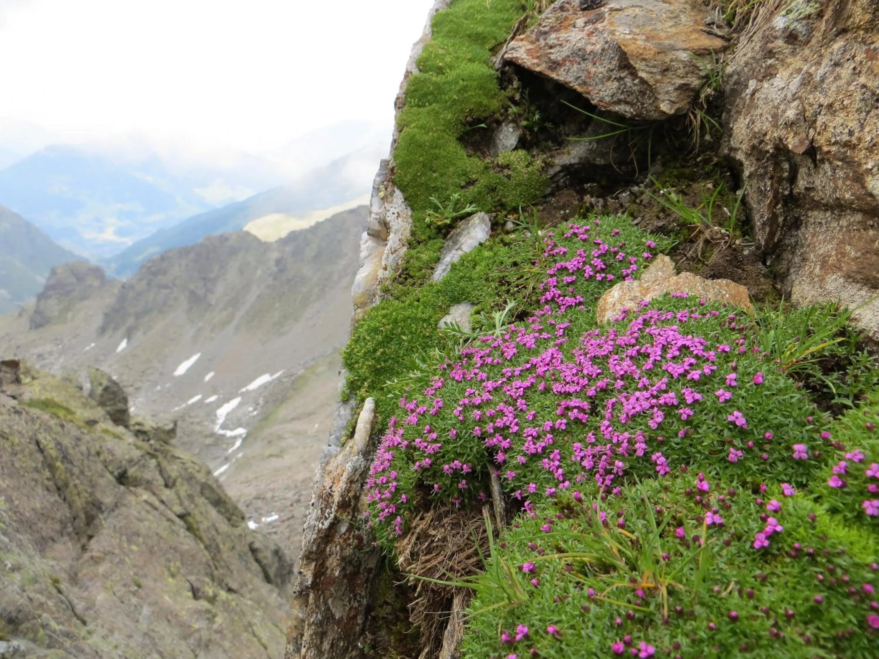 Area and facilities in Hotel Jennys Schlössl