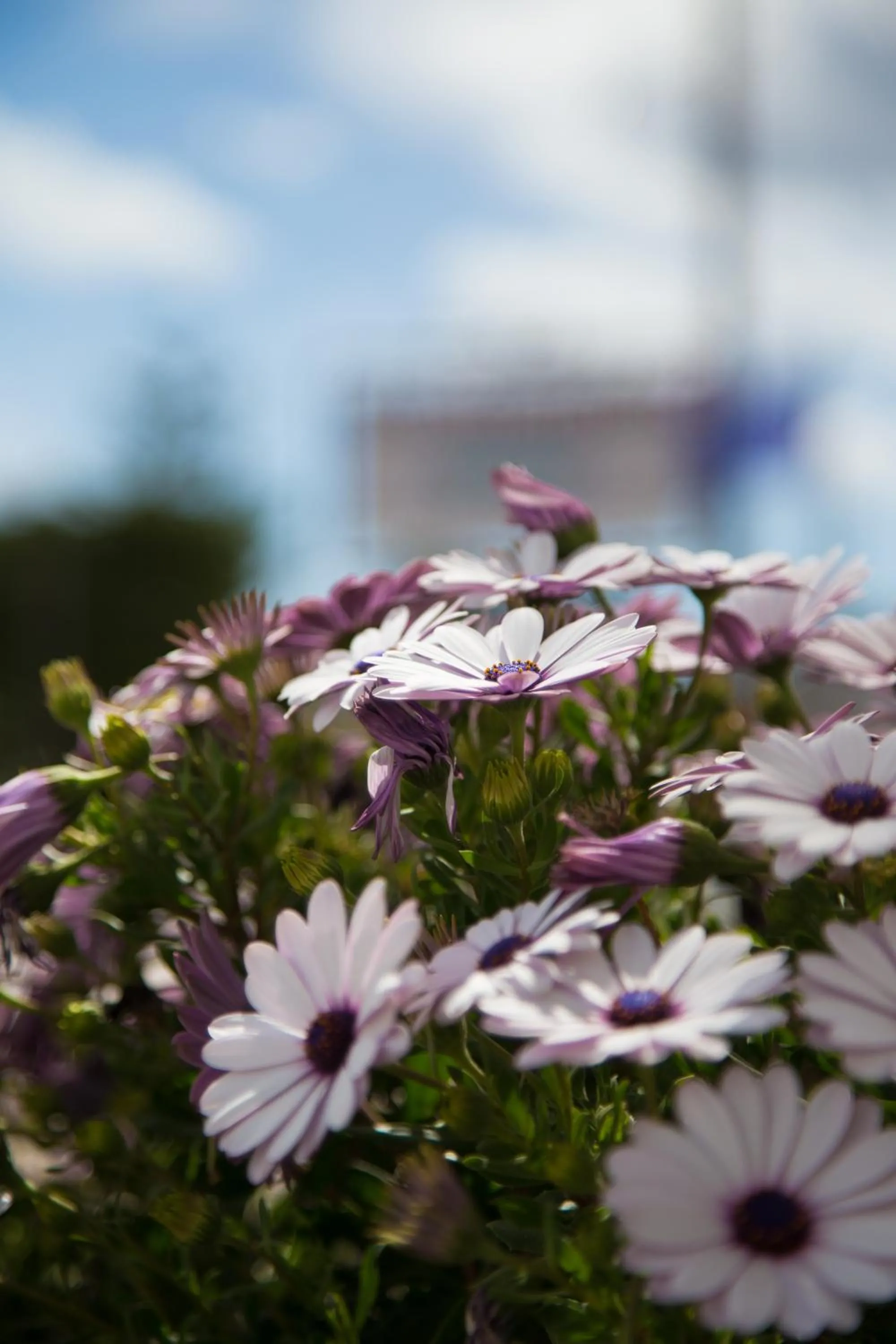 Spring in Jo Marinis Rooms