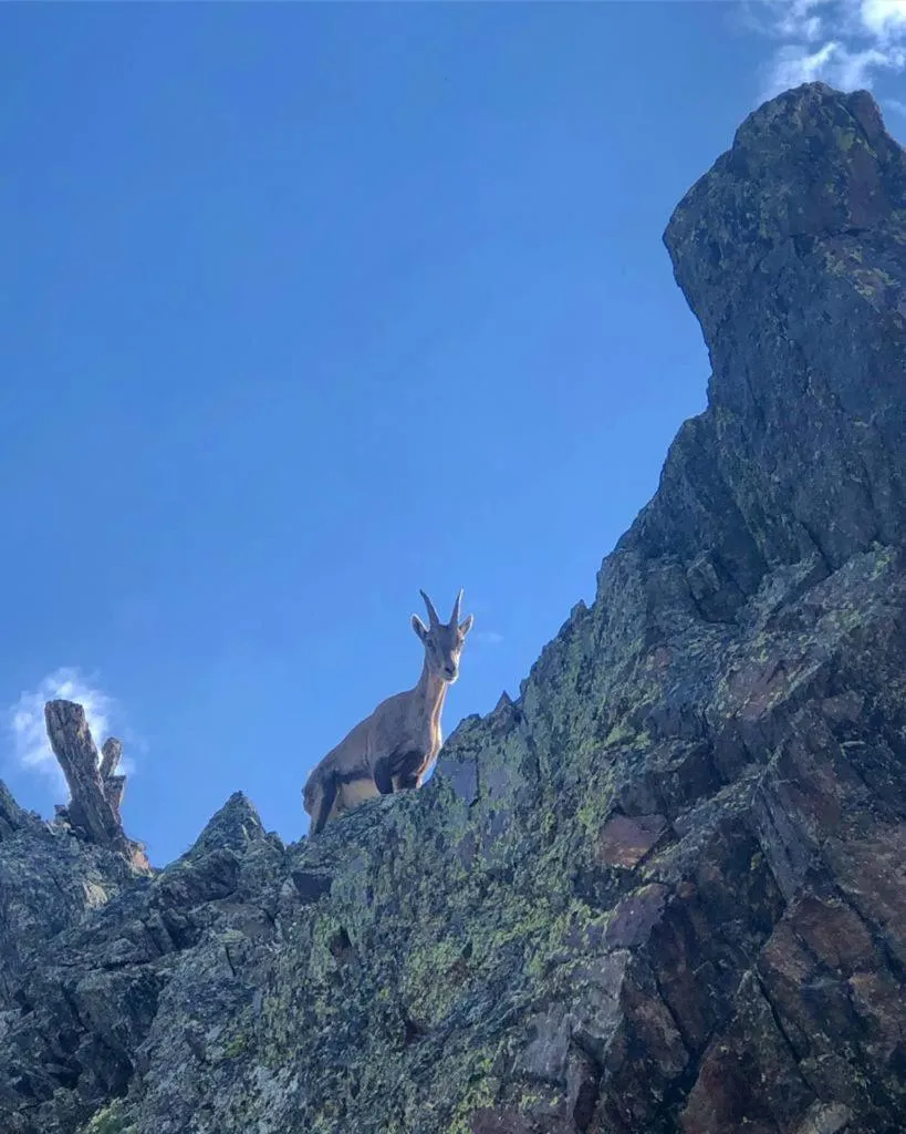 Alpencolor Hotel Tonale