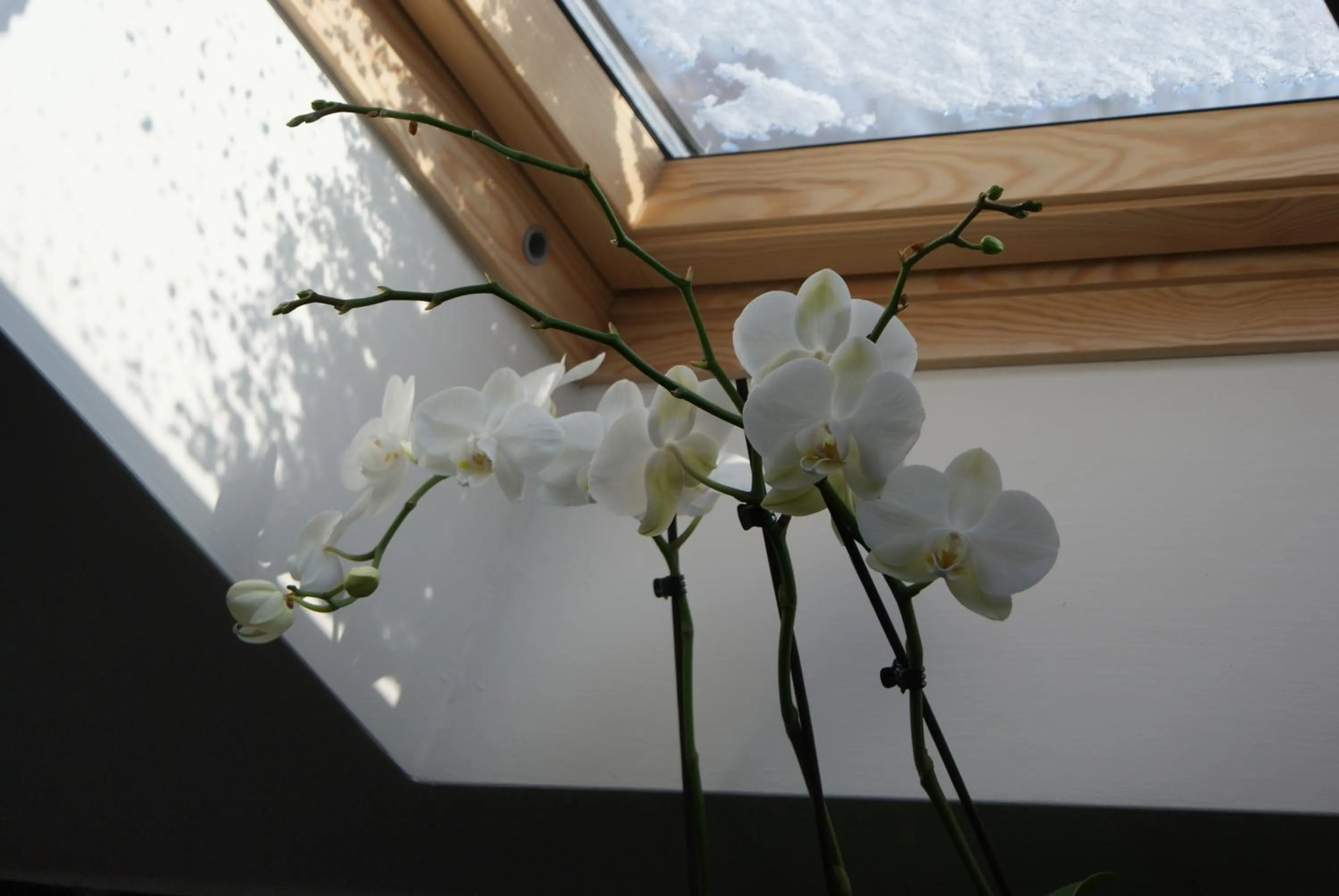 Guest House K74
