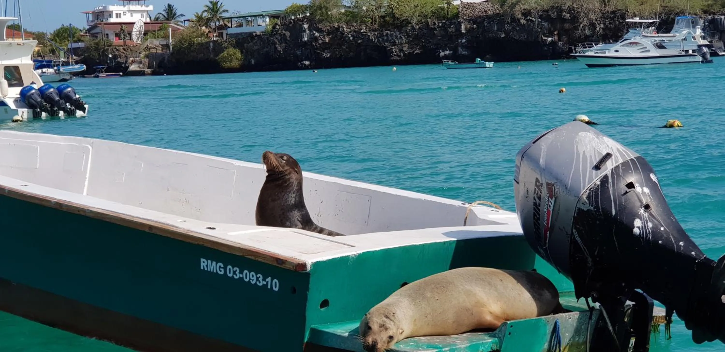 Galapagos Verde Azul