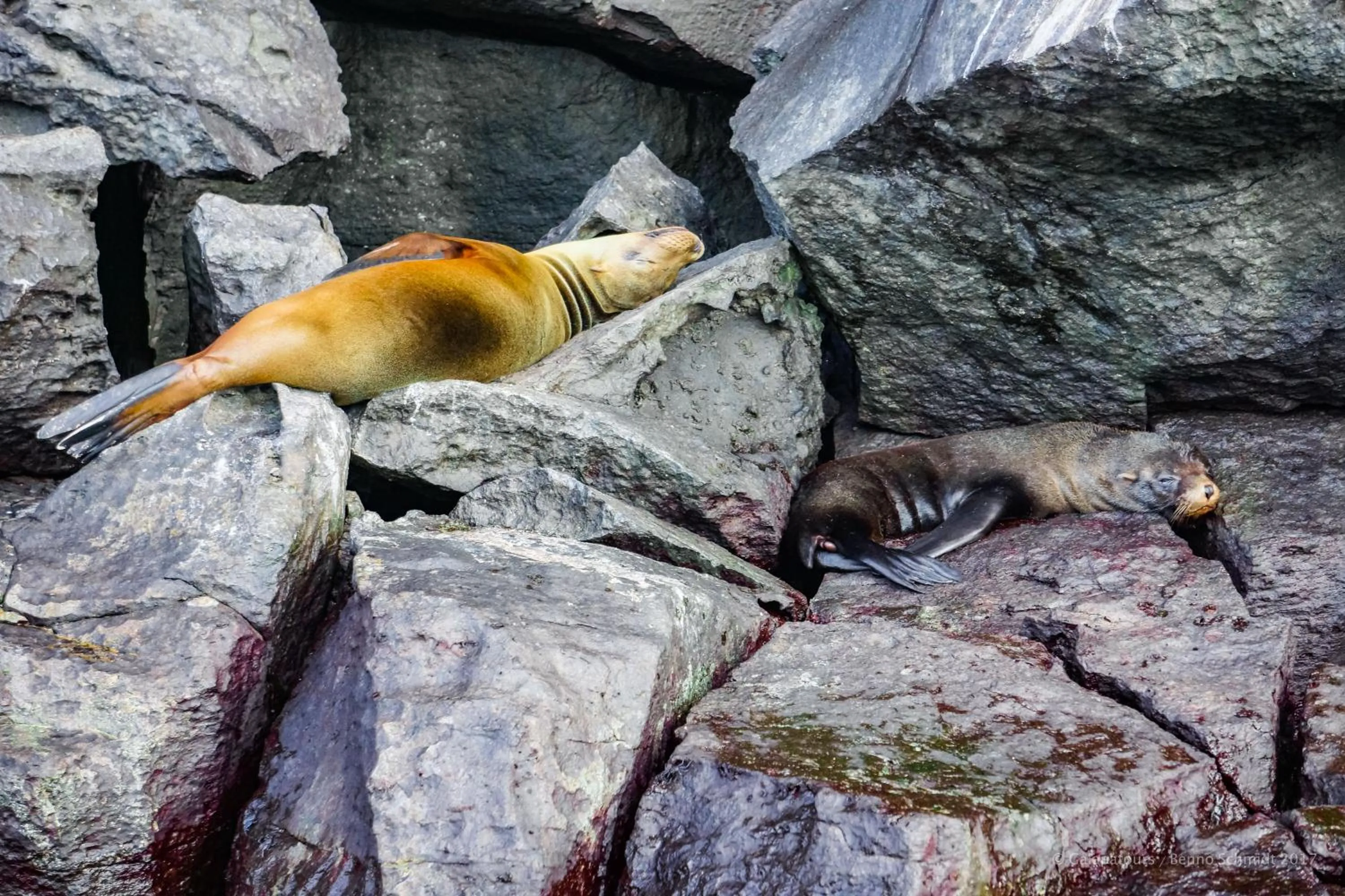 Animals in Galapagos Verde Azul