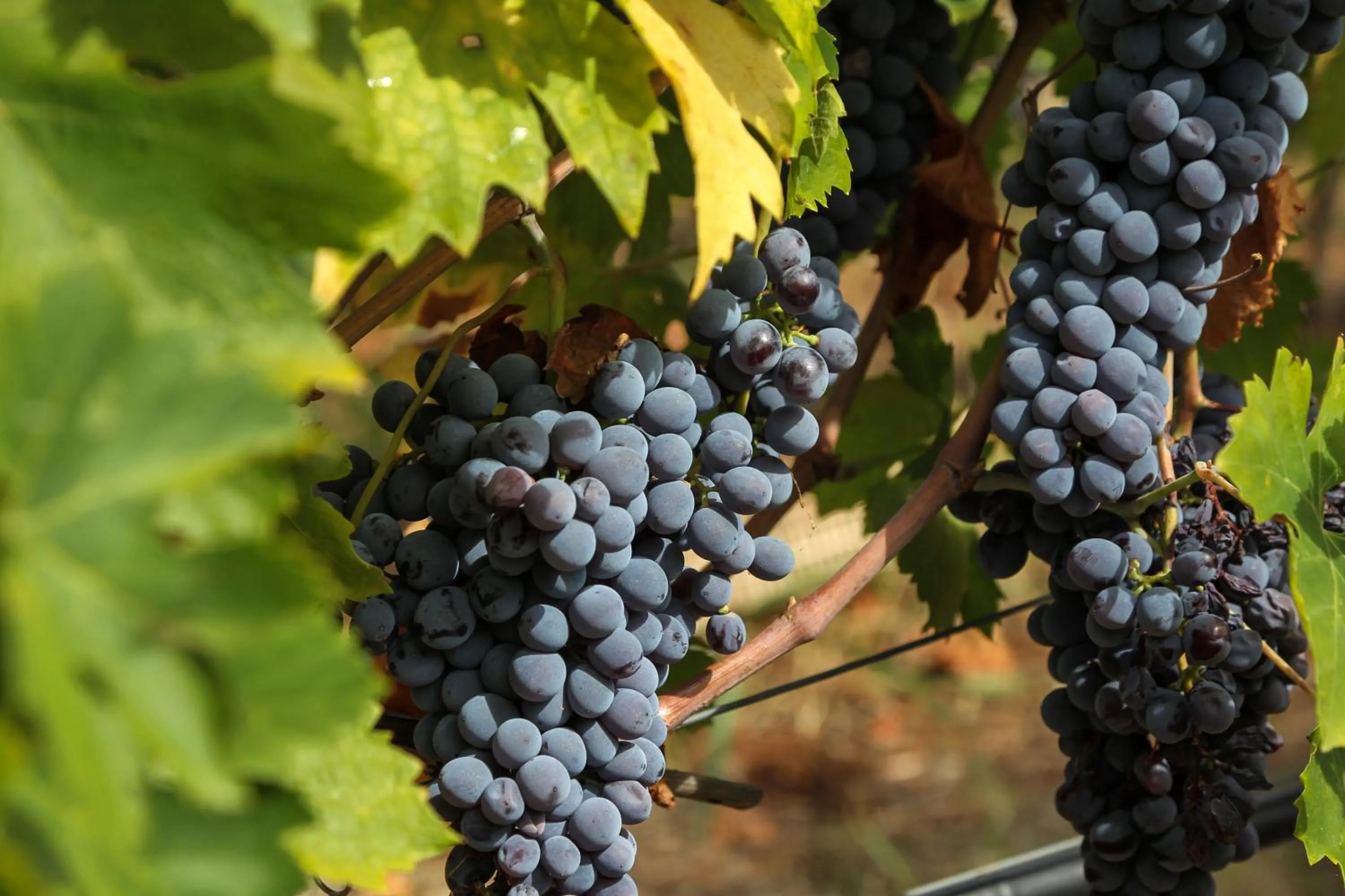 Garden in Musella Winery & Relais