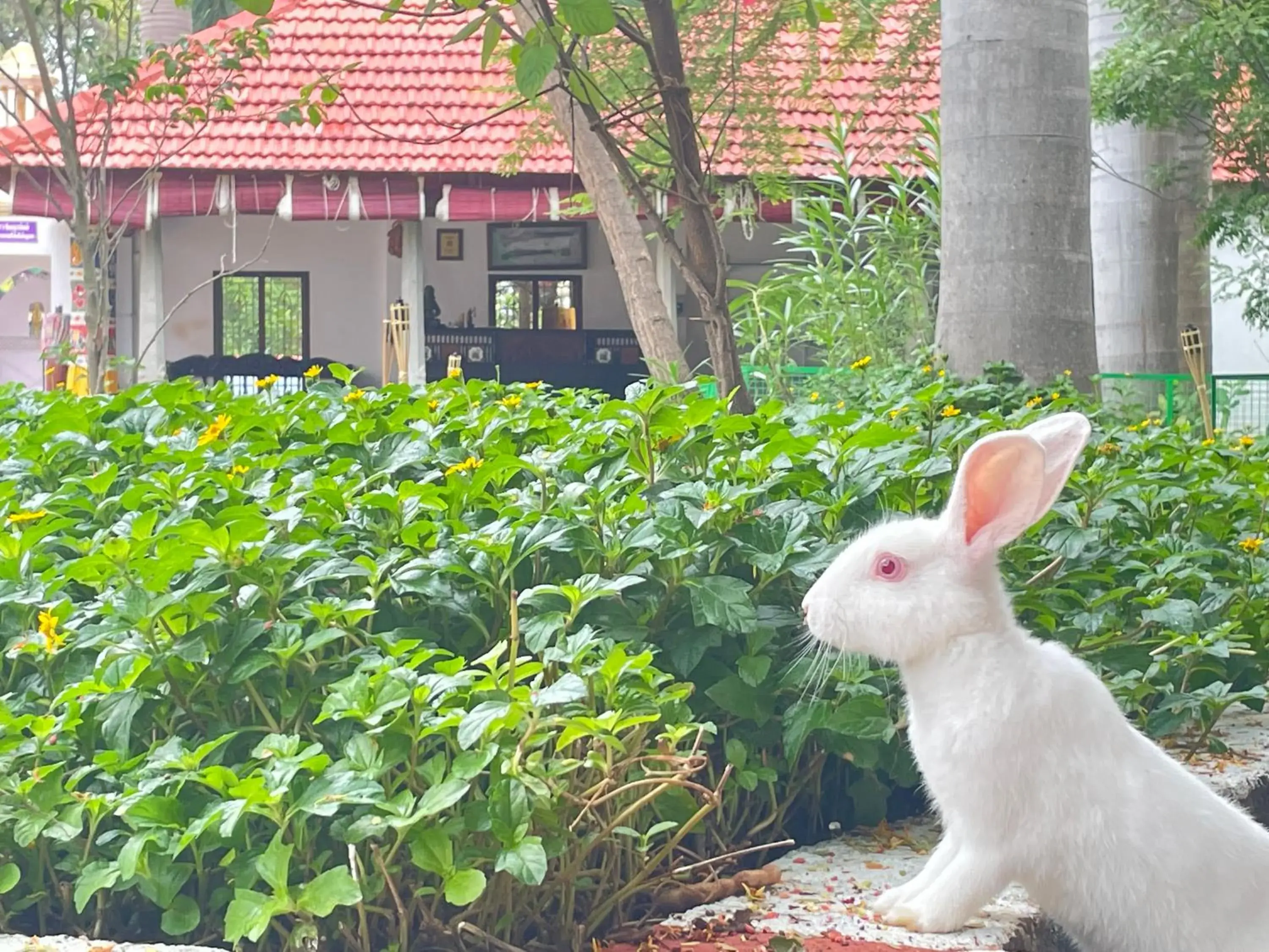 Chola Heritage Resort Chola Heritage Resort