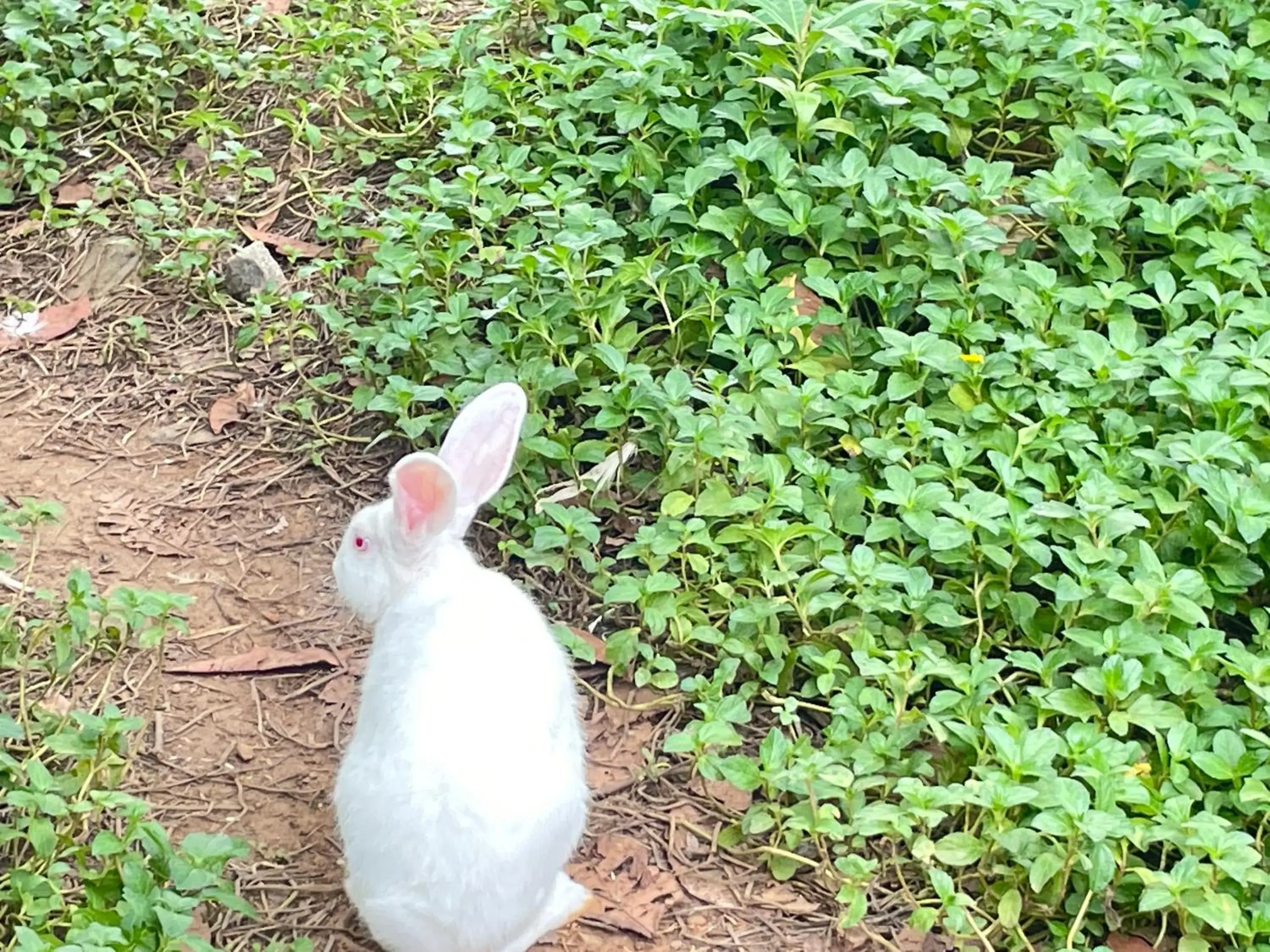 Property building in Chola Heritage Resort Property building in Chola Heritage Resort