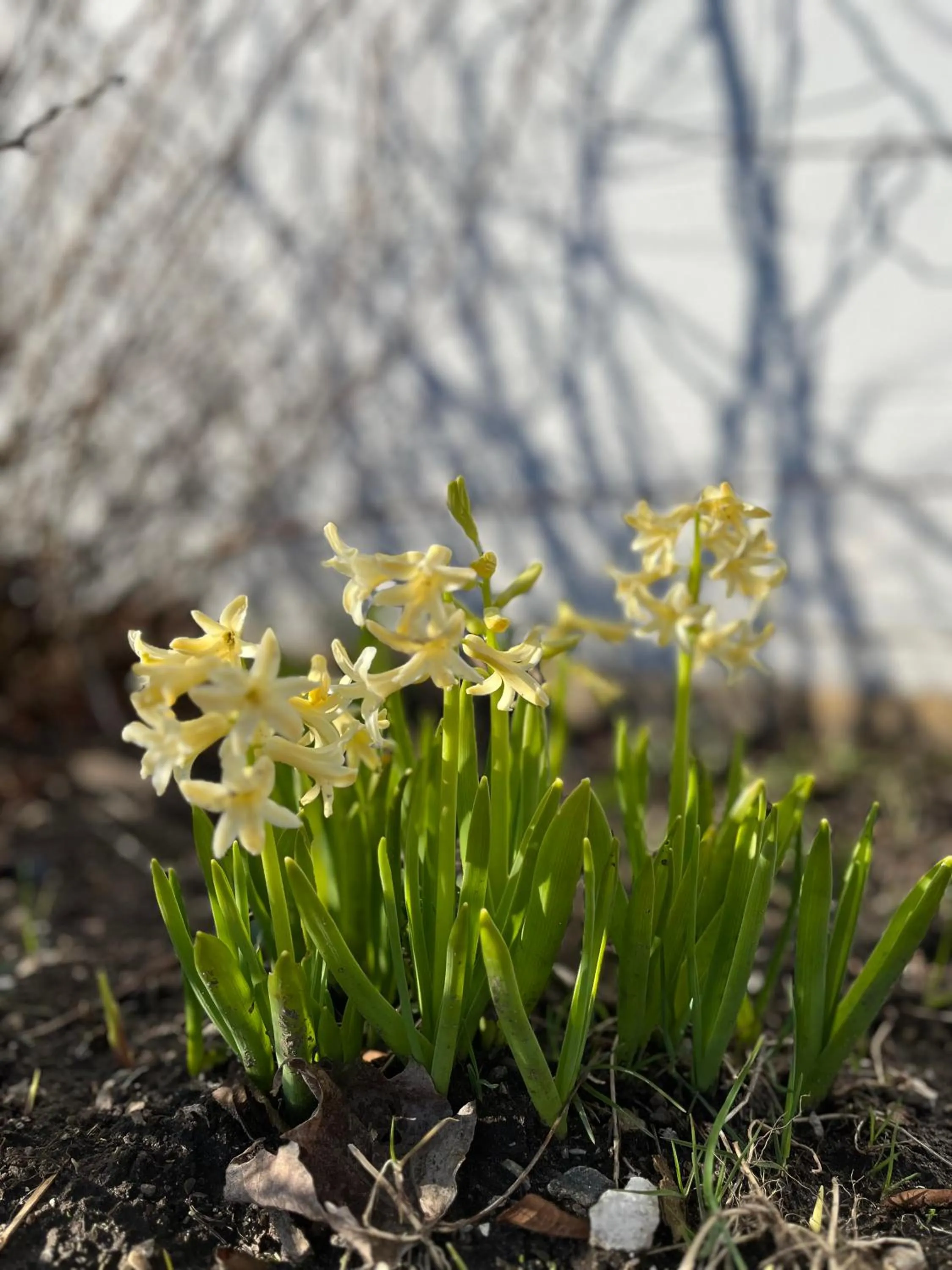 Spring in Jolly Roger Inn & Resort