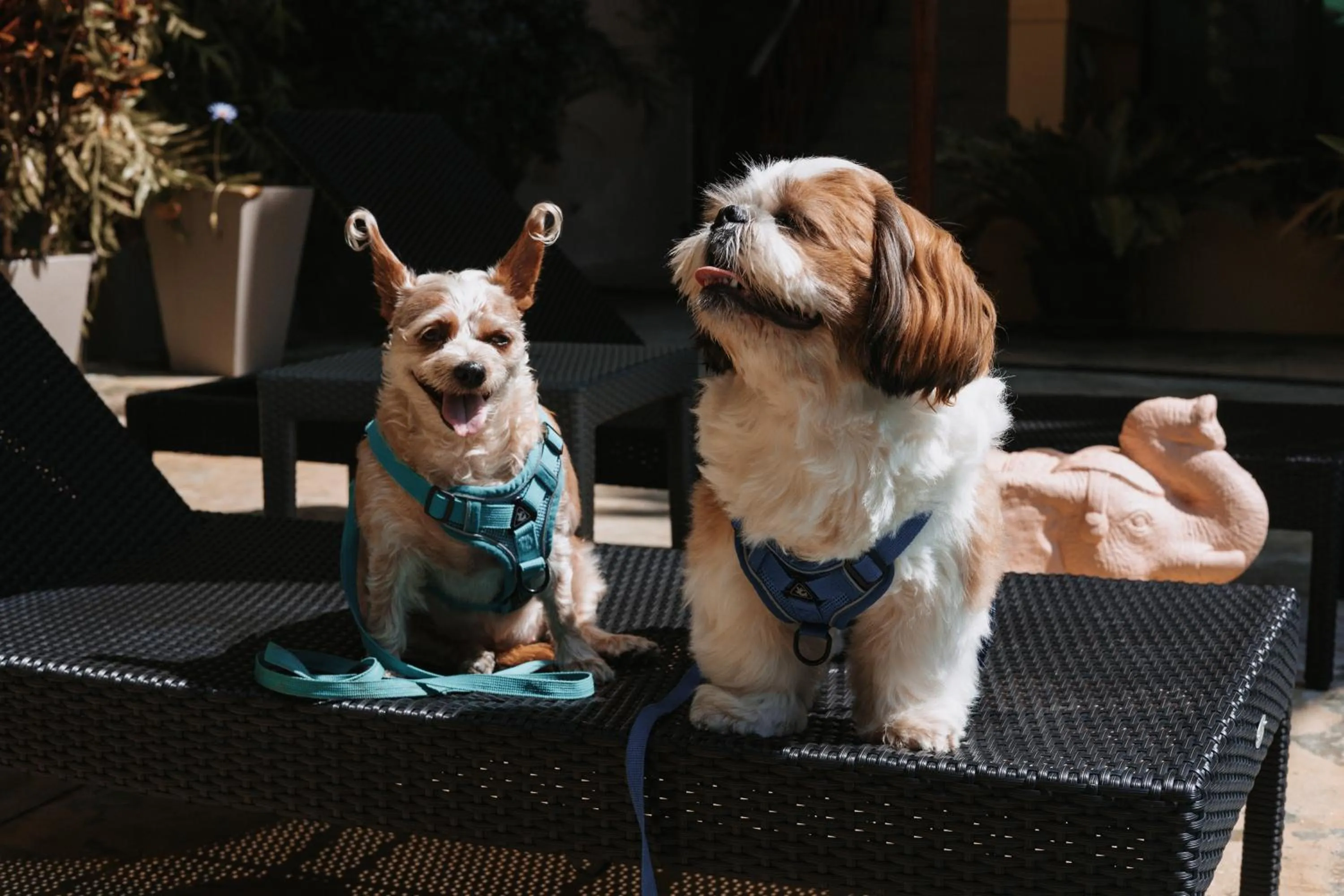 Pets in CC's Hideaway Kata - SHA Plus