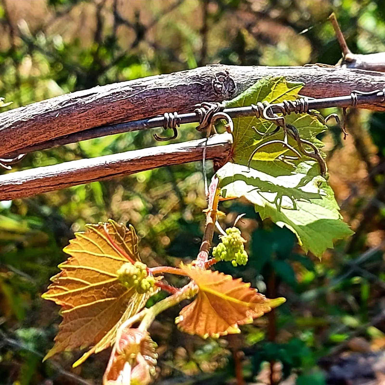 Day in Segredo da Serra Guest House