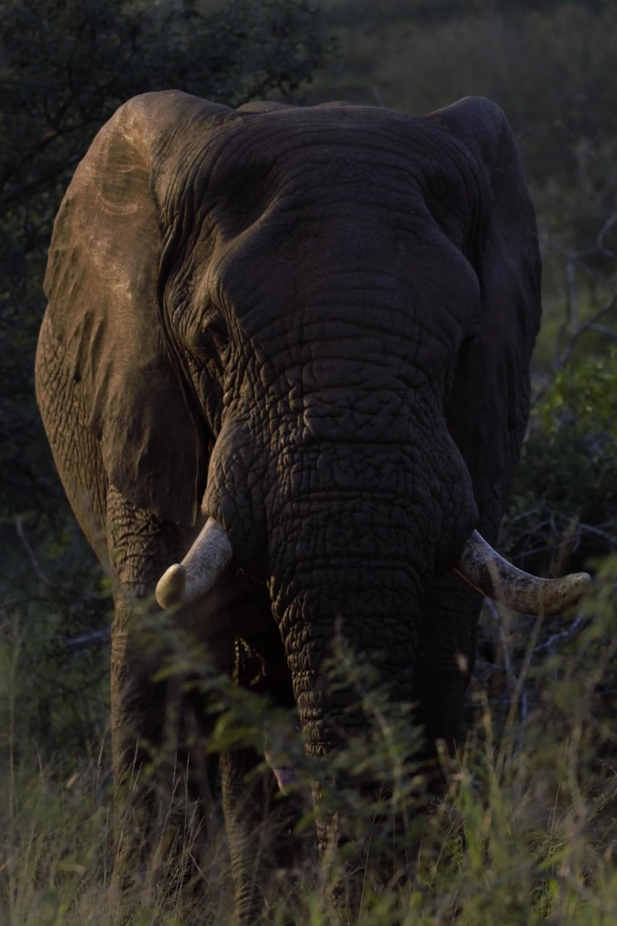 Animals in Leopard Mountain Safari Lodge