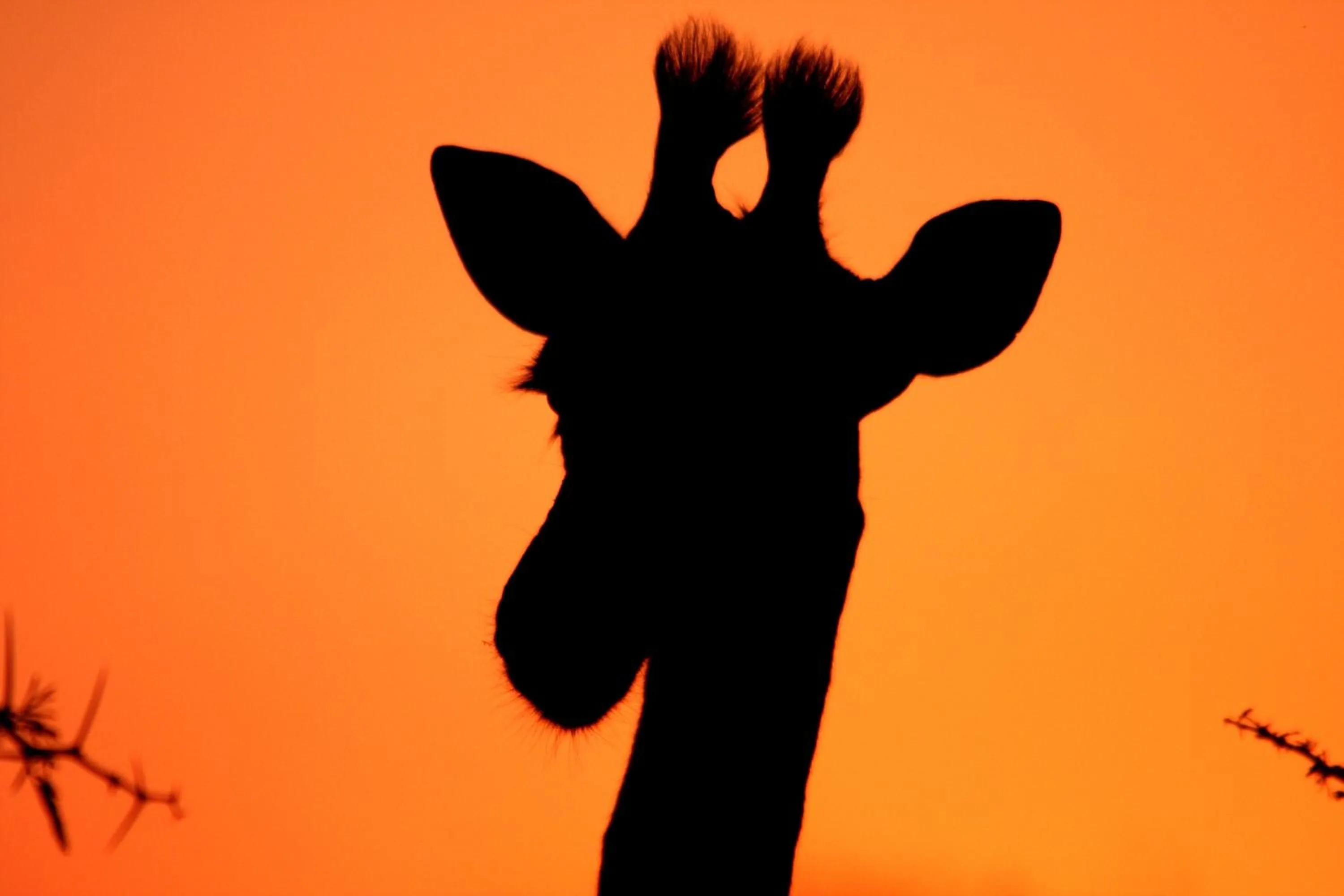 Animals in Leopard Mountain Safari Lodge