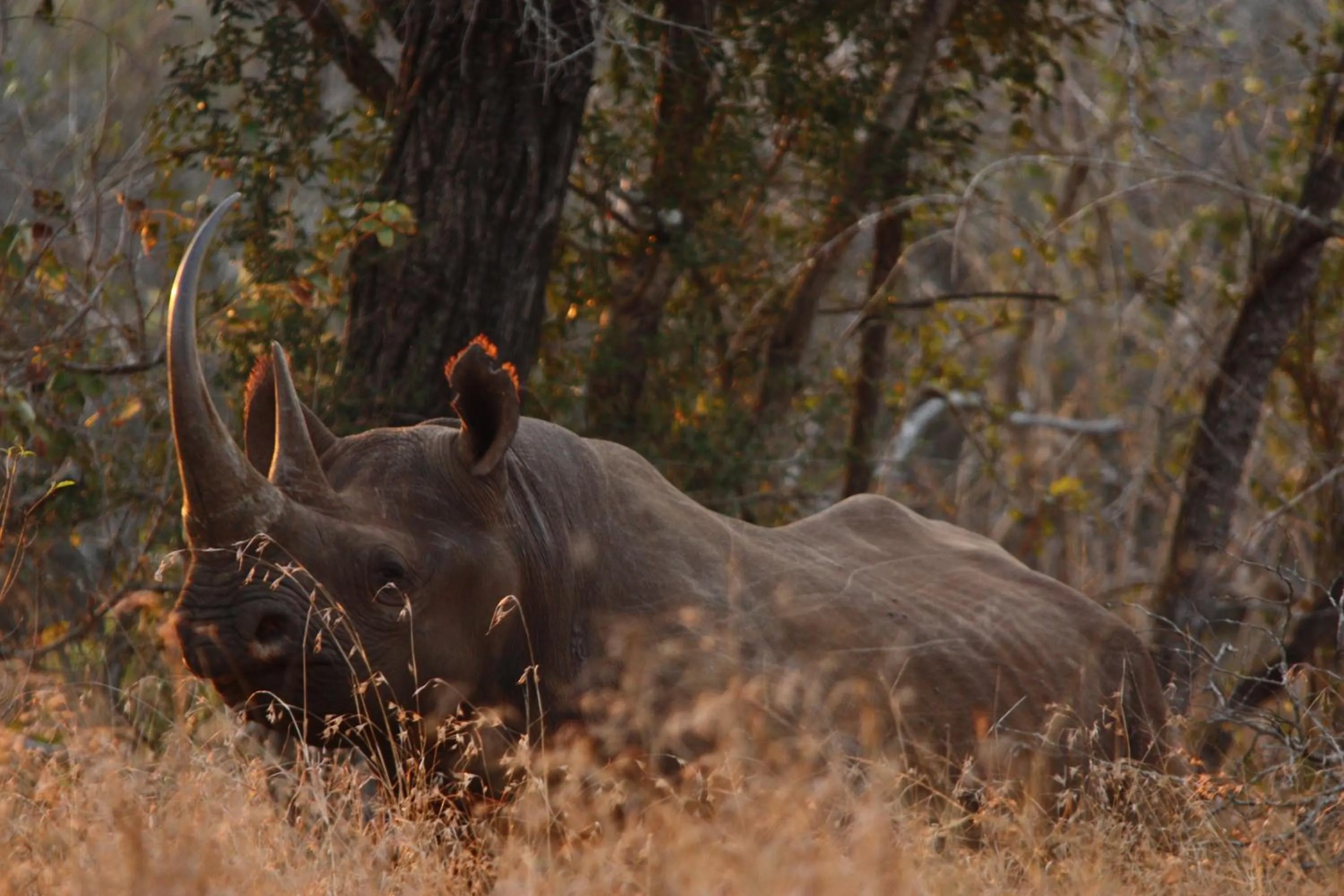 Animals in Leopard Mountain Safari Lodge