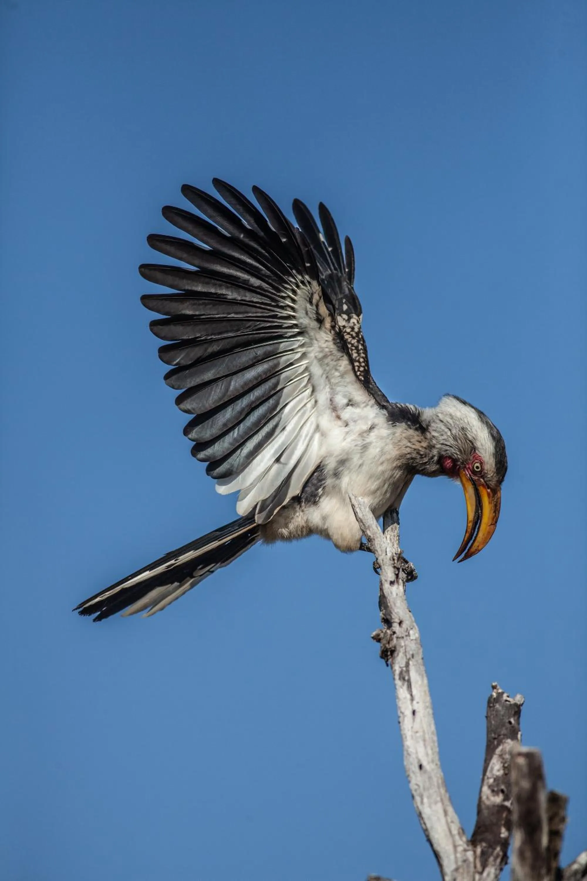 Animals in Leopard Mountain Safari Lodge