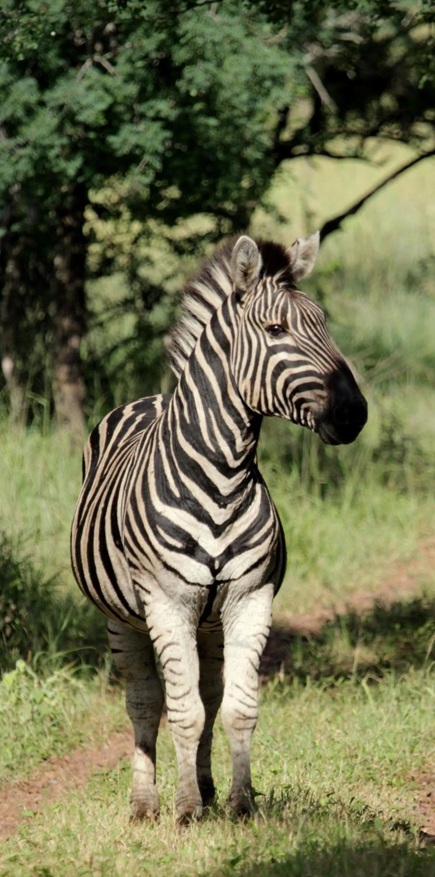 Animals in Leopard Mountain Safari Lodge