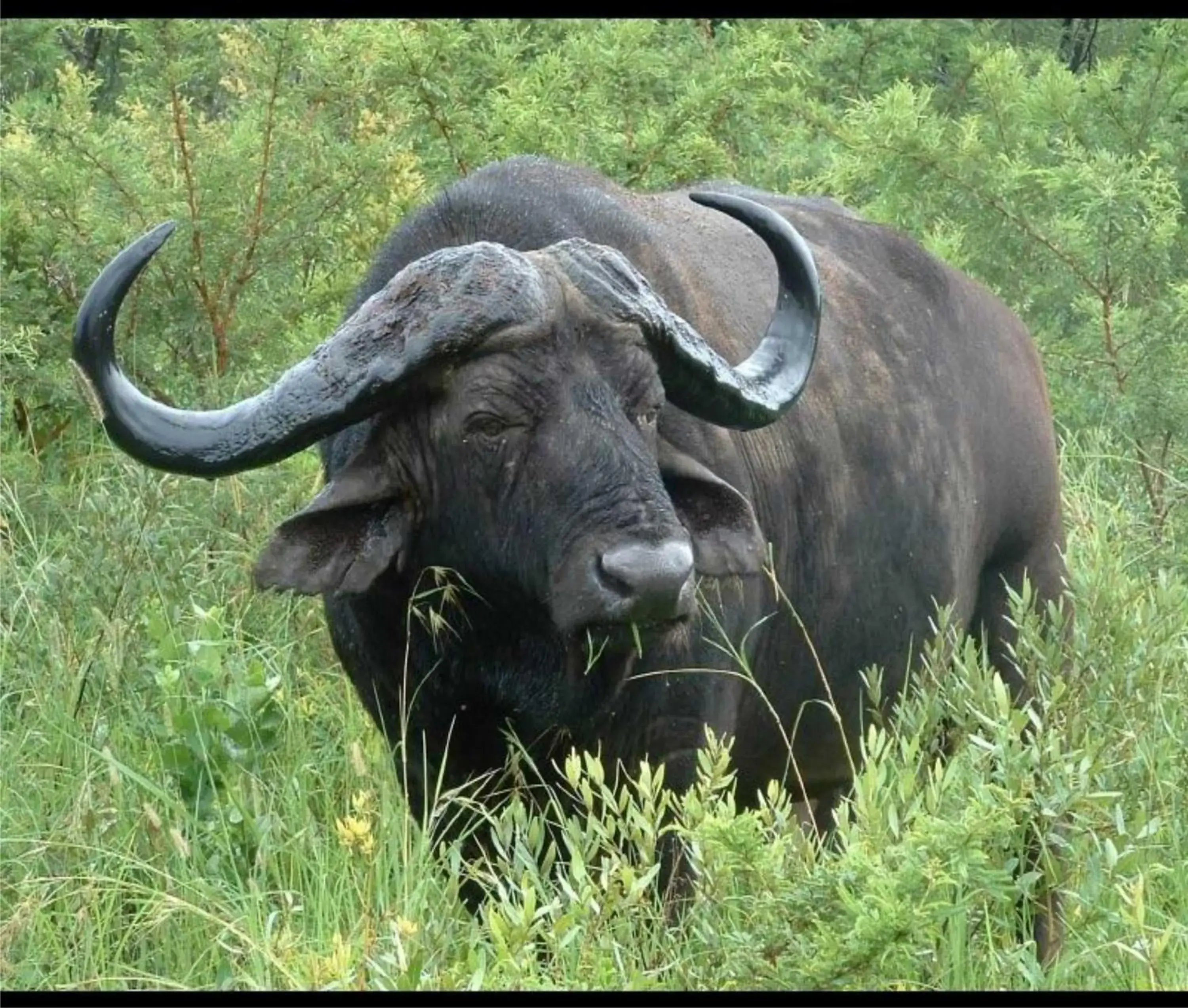 View (from property/room) in Leopard Mountain Safari Lodge View (from property/room) in Leopard Mountain Safari Lodge