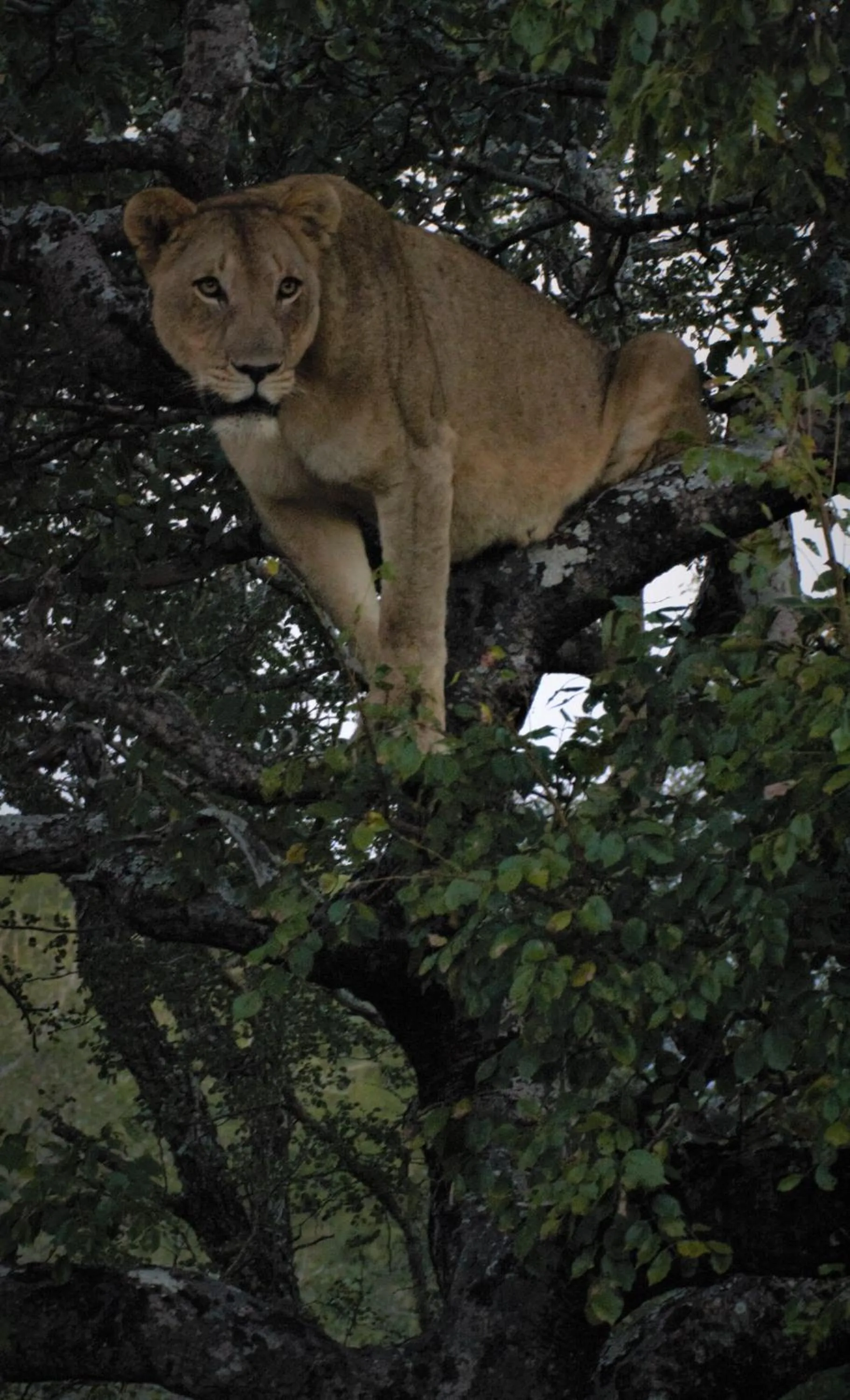 Animals in Leopard Mountain Safari Lodge