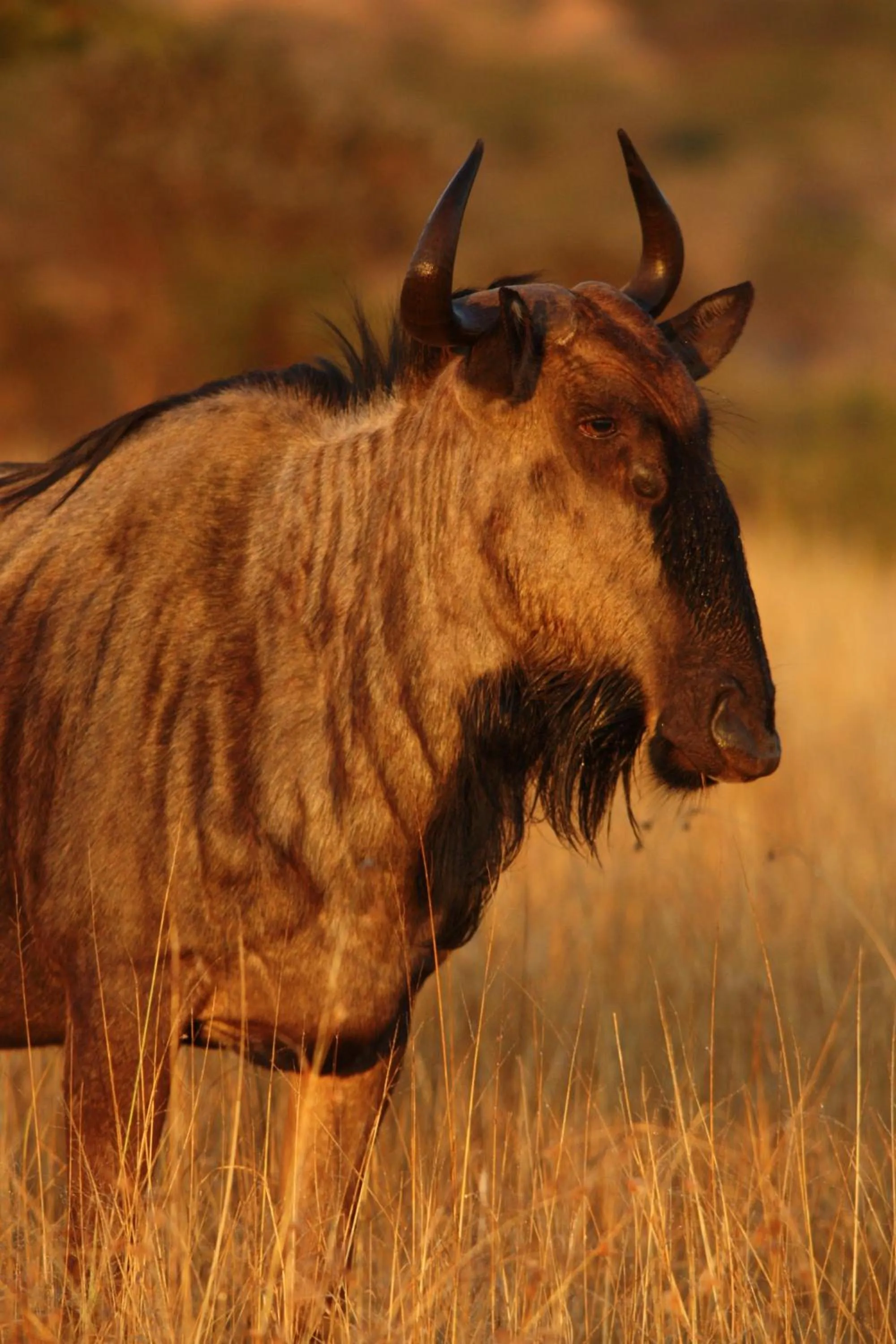 Animals in Leopard Mountain Safari Lodge