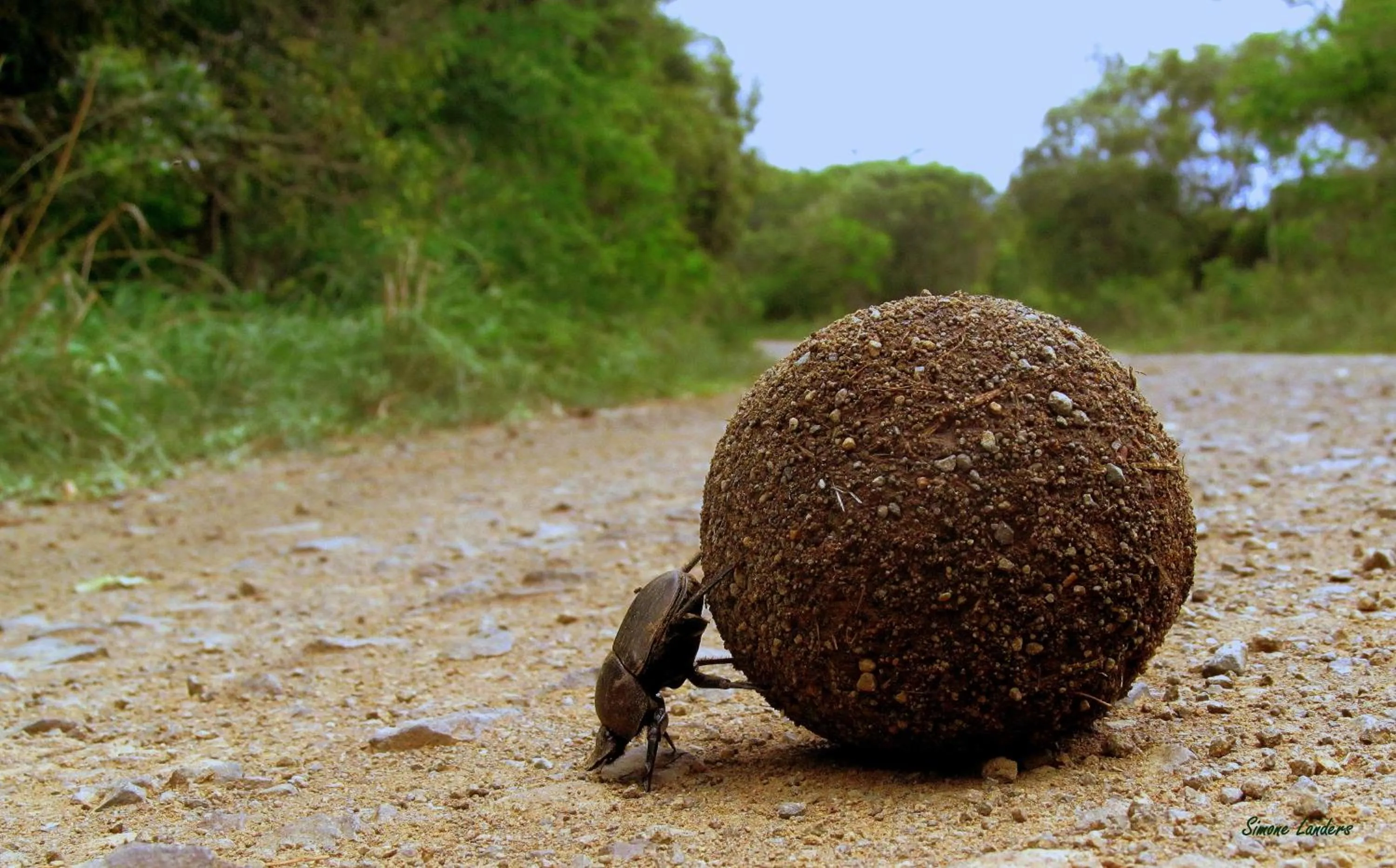 Animals in Leopard Mountain Safari Lodge