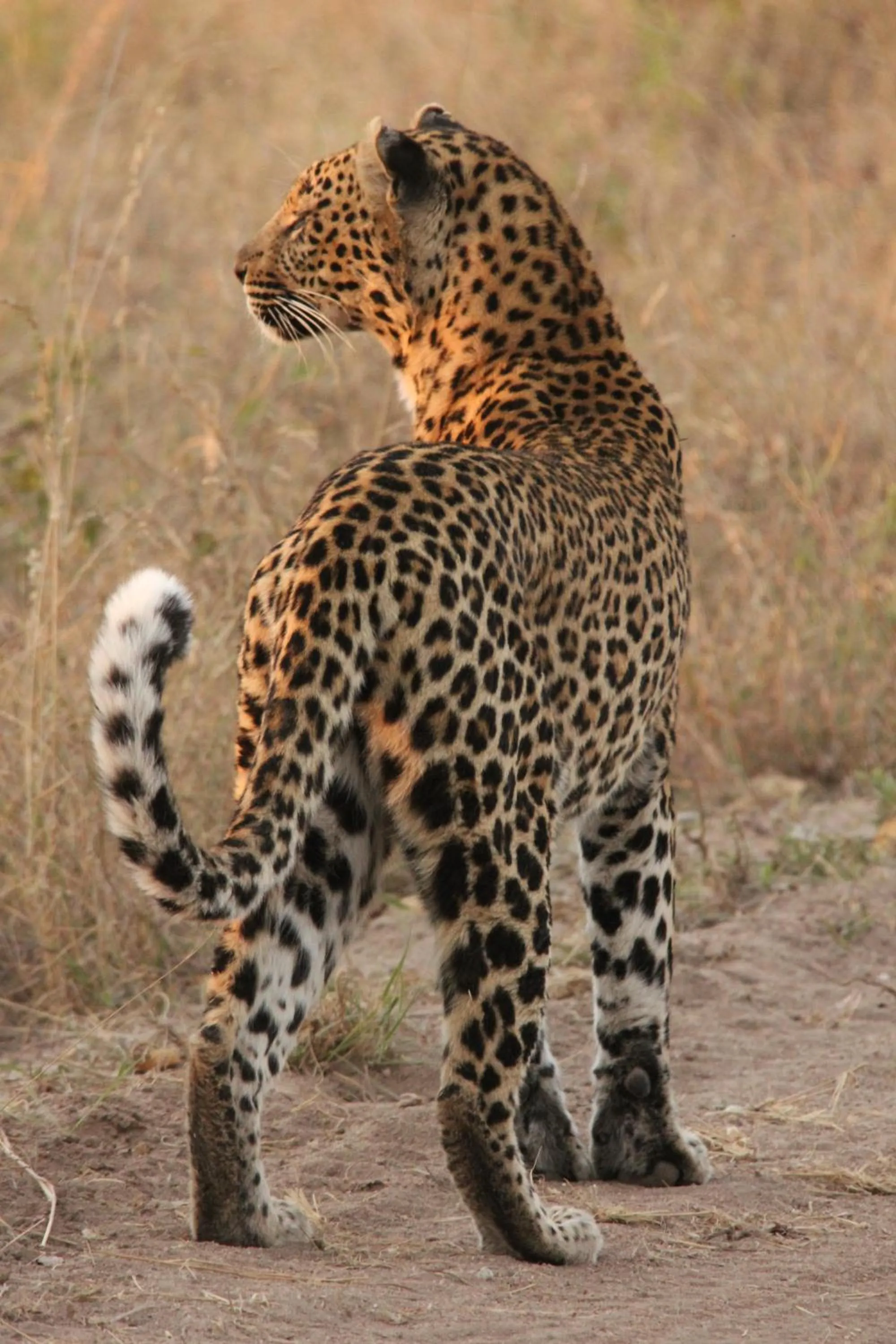 Animals in Leopard Mountain Safari Lodge
