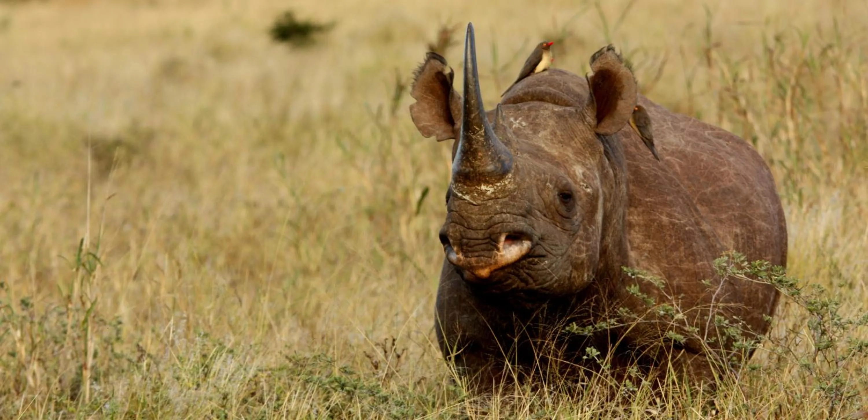 Animals in Leopard Mountain Safari Lodge