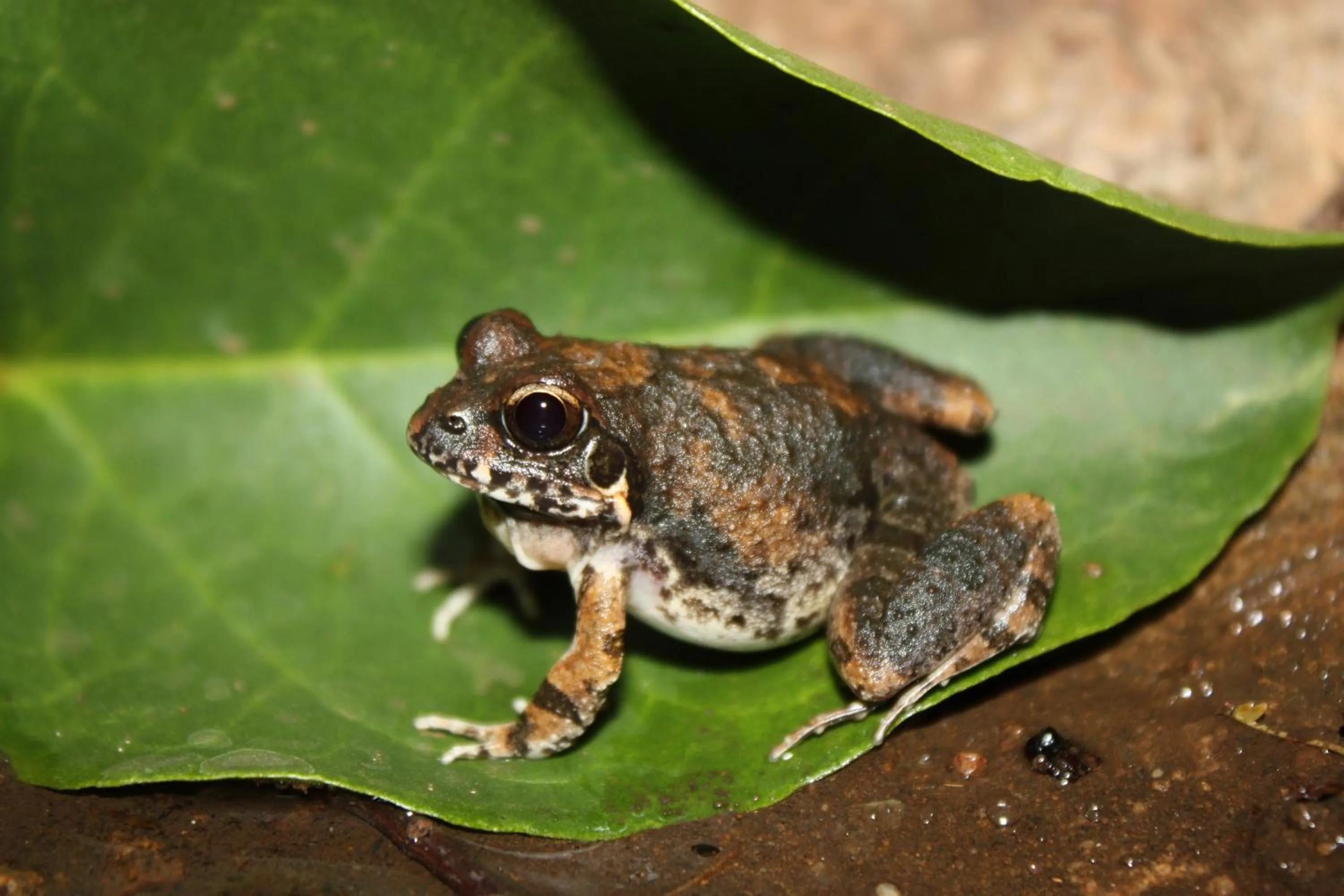 Animals in Leopard Mountain Safari Lodge